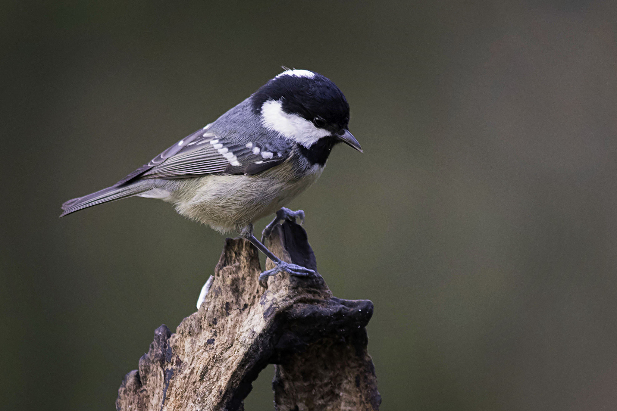 Canon EF 400mm F5.6L USM sample photo. Coal tit photography