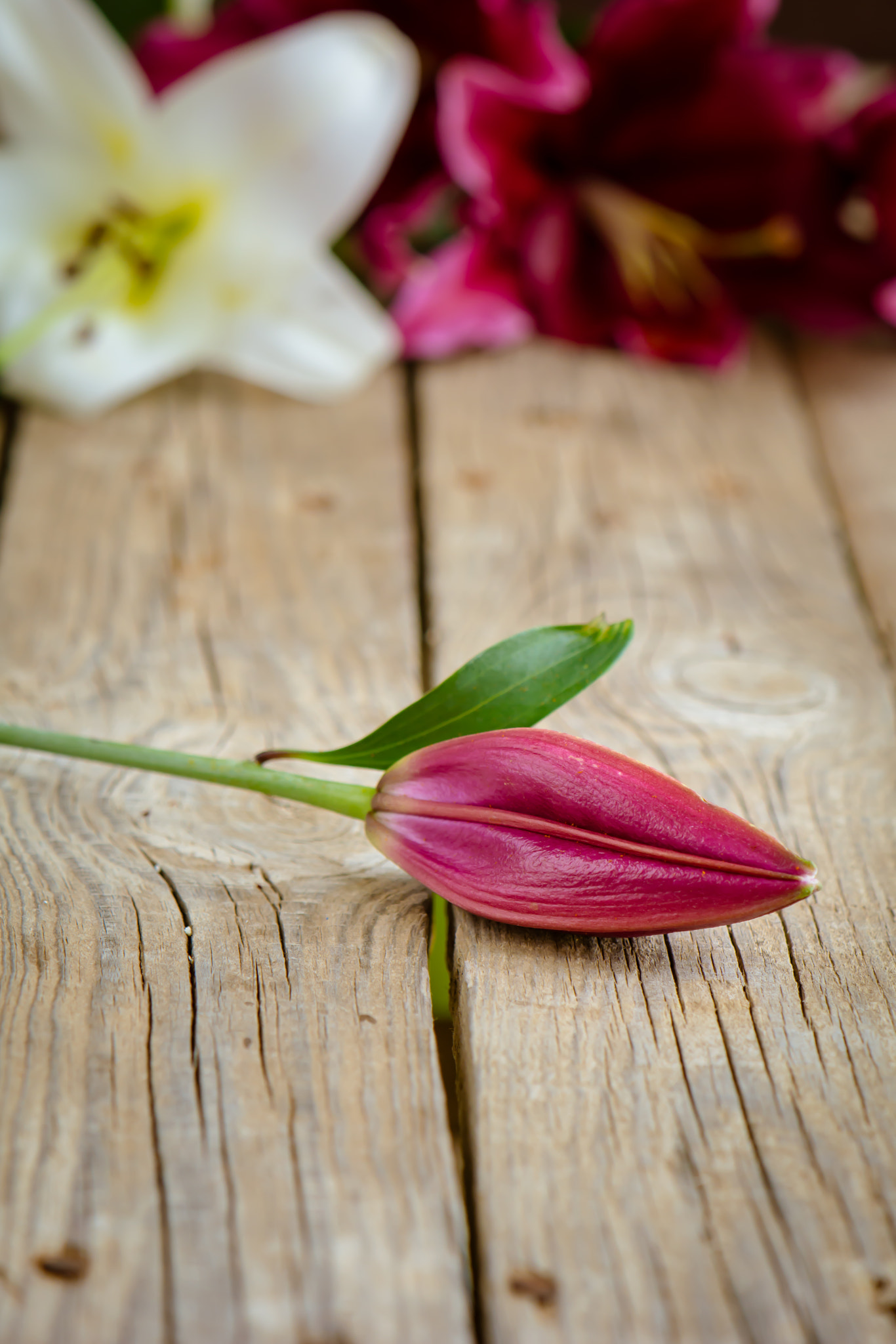 Nikon AF-S DX Micro-Nikkor 85mm F3.5G ED VR sample photo. Pink lily flower photography