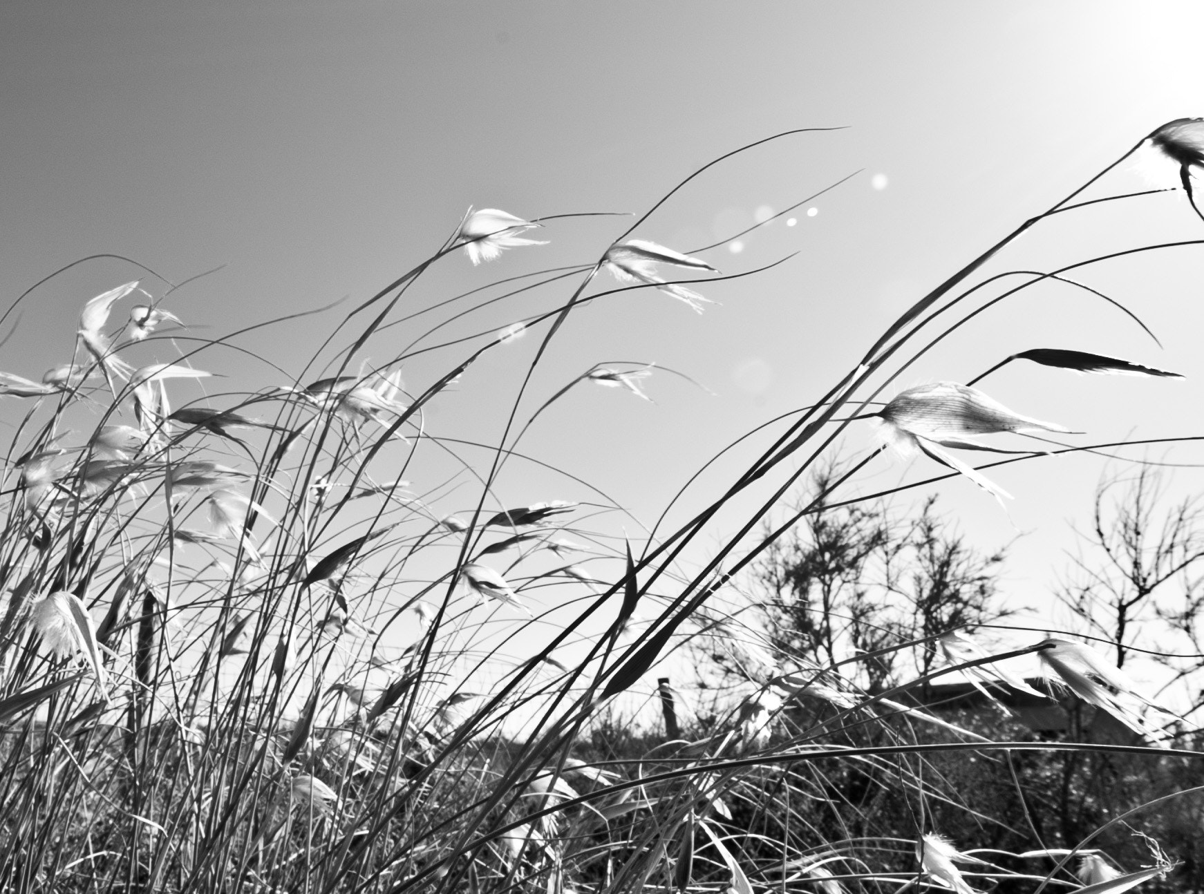 Nikon D700 sample photo. Descarado photography