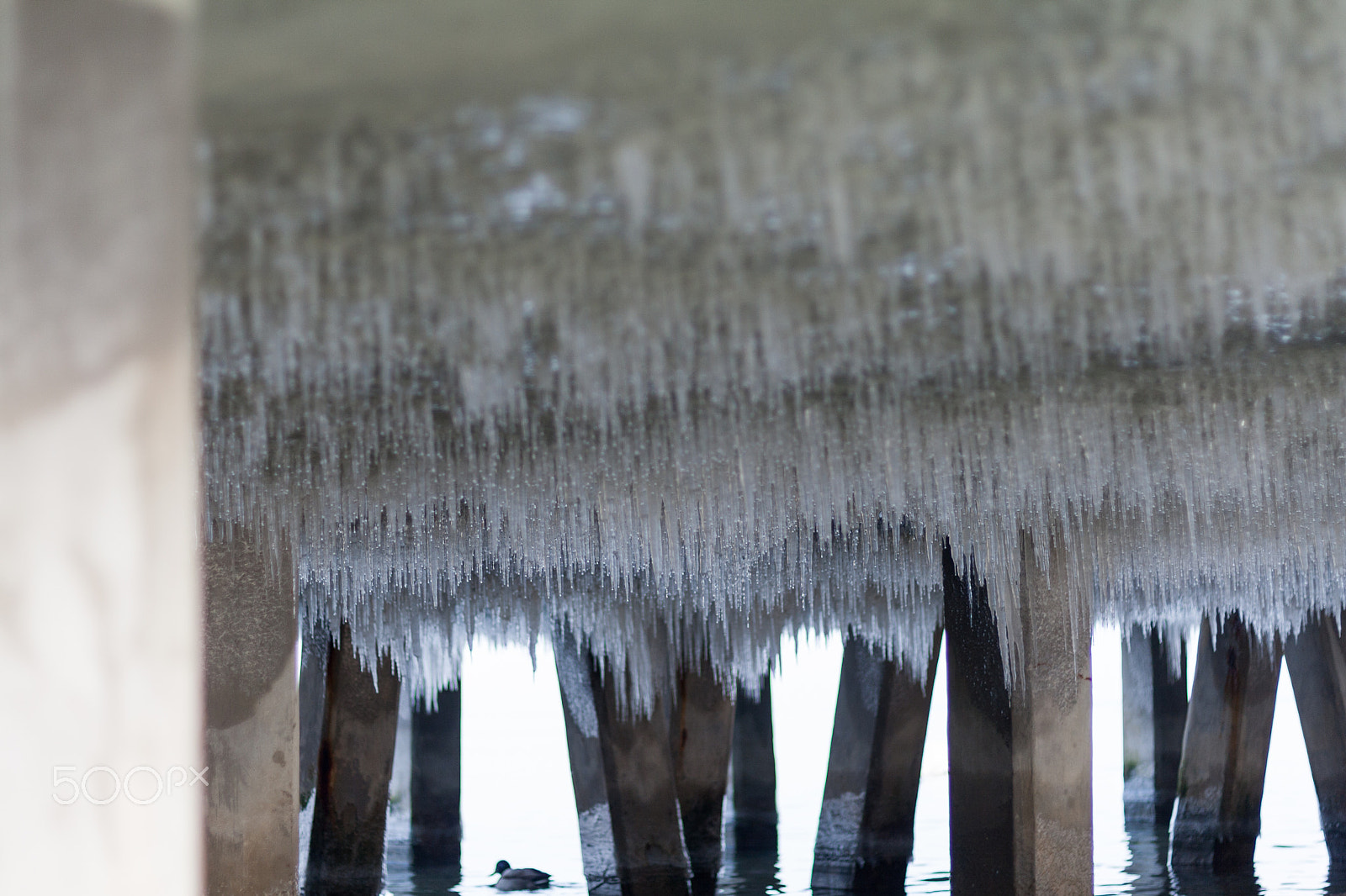 Canon EOS 1000D (EOS Digital Rebel XS / EOS Kiss F) + Canon EF 50mm F1.8 STM sample photo. Icicles photography