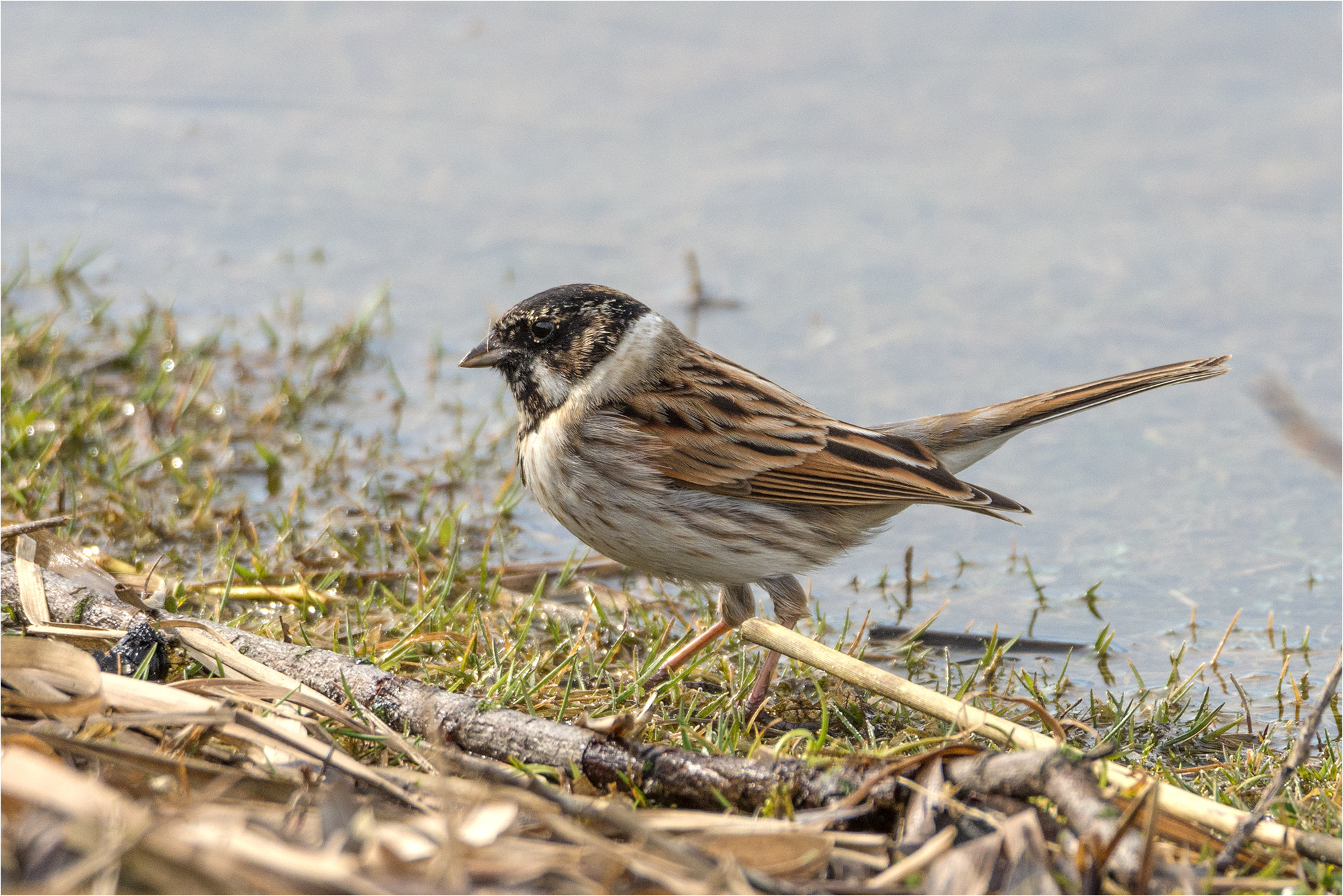 Nikon D7200 + Sigma 50mm F2.8 EX DG Macro sample photo. Common reed bunting / rohrammer photography