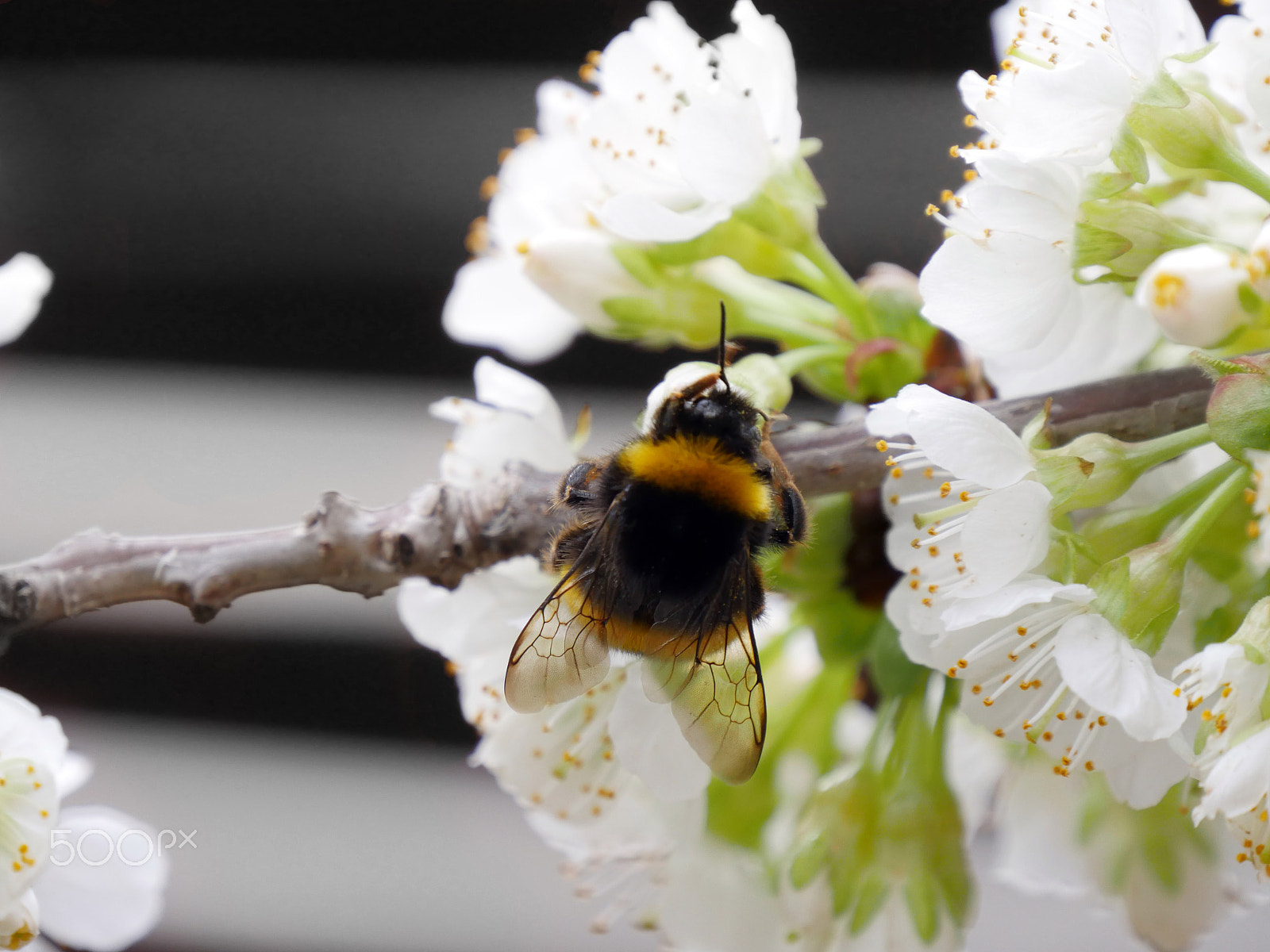 Panasonic Lumix DMC-GX8 sample photo. Bumblebee photography