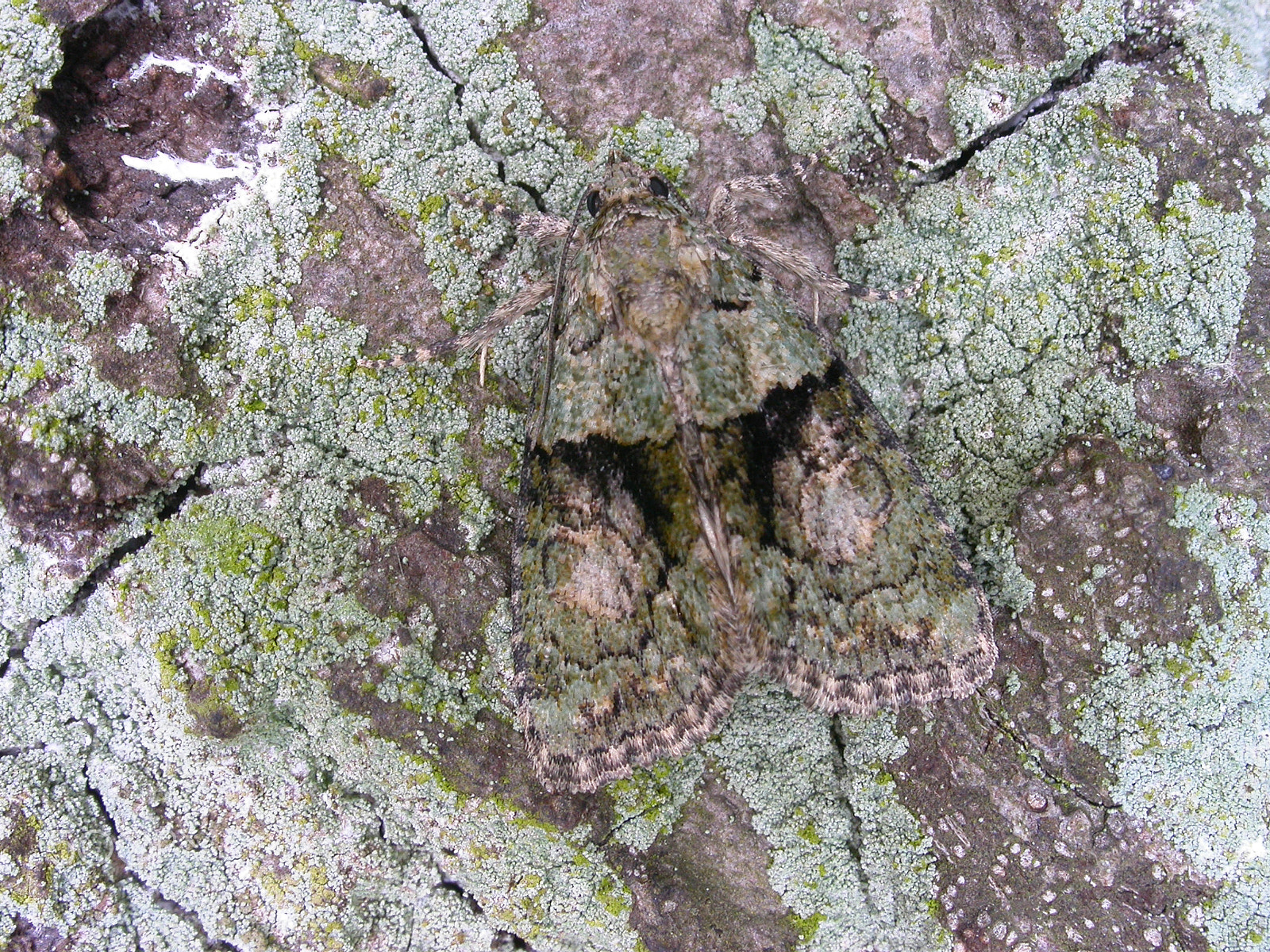 Nikon E4500 sample photo. Tree-lichen beauty photography