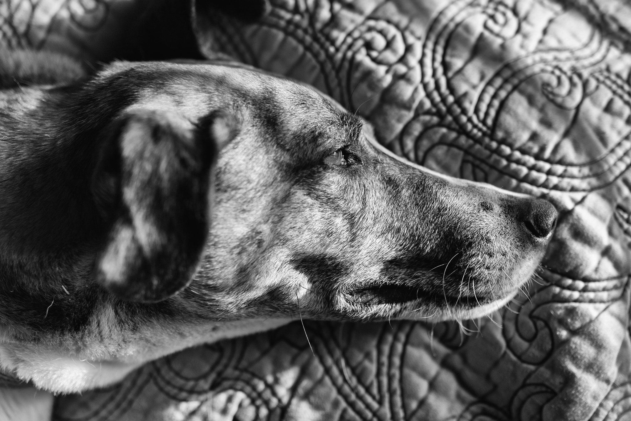 Sigma 35mm F1.4 DG HSM Art sample photo. Lazy mesa on #nationalpuppyday photography