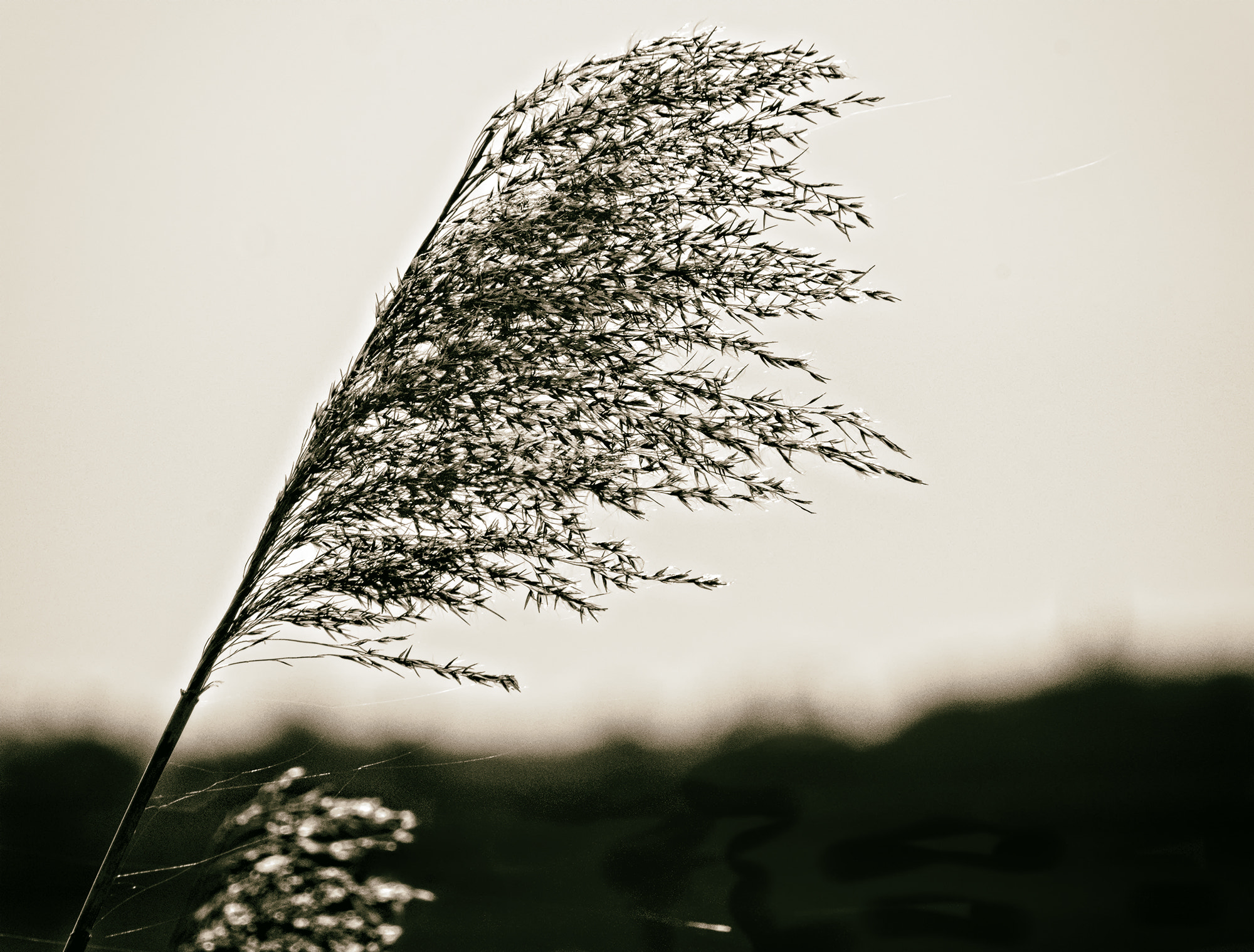 Sony SLT-A68 + Sony 75-300mm F4.5-5.6 sample photo. In the wind photography