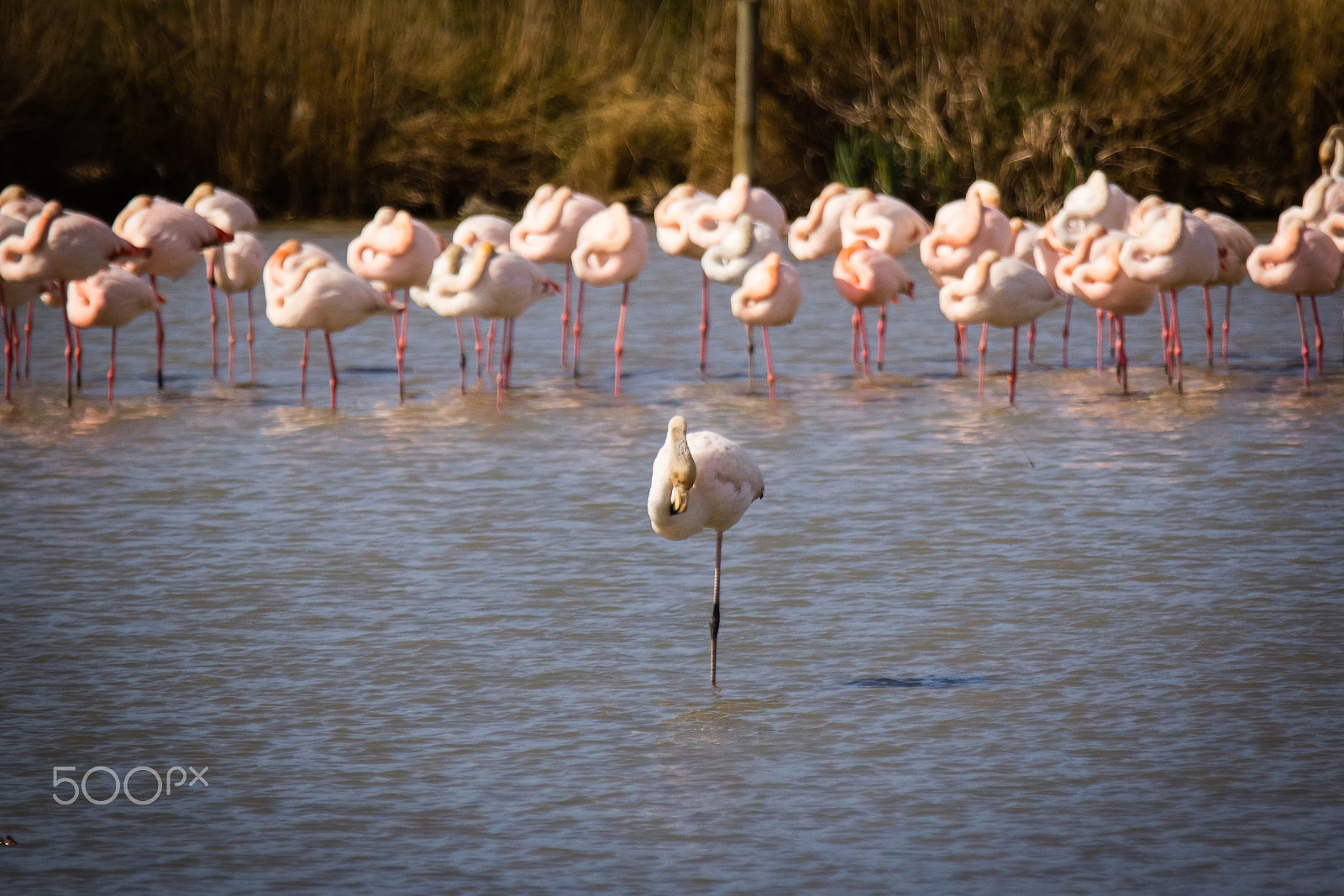 Canon EOS 60D sample photo. One pink flamingo and others photography