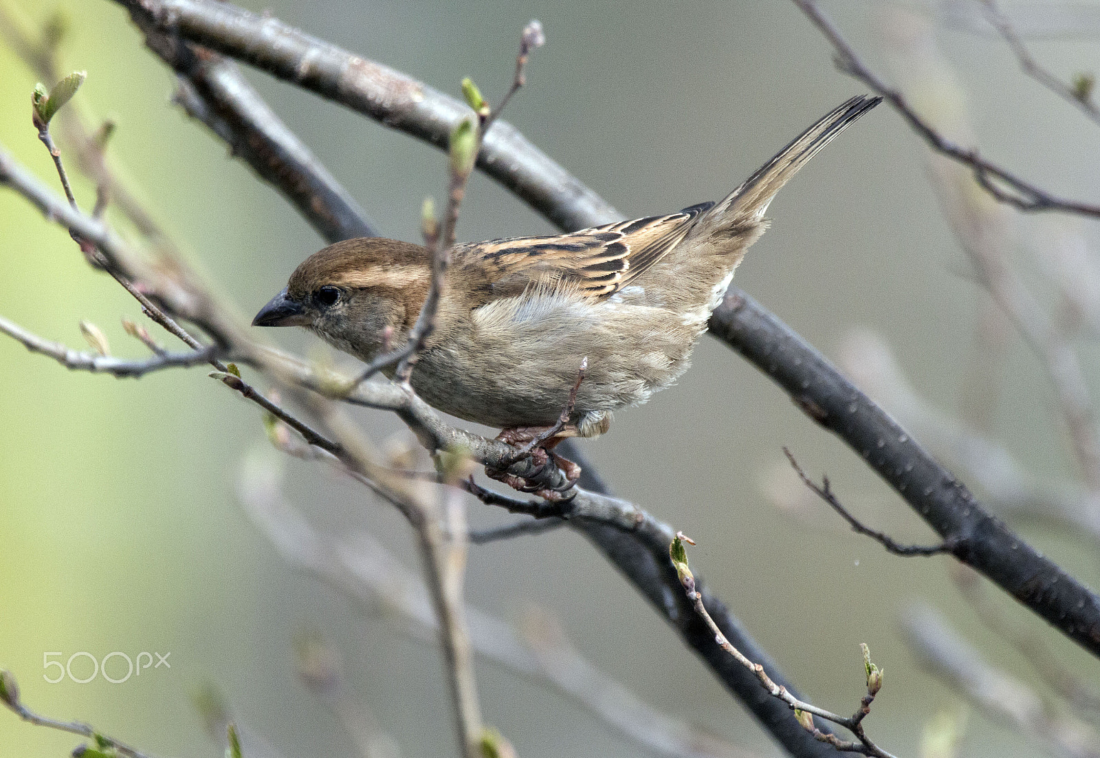 Canon EOS 70D + Canon EF 70-200mm F2.8L IS II USM sample photo. Spatz photography