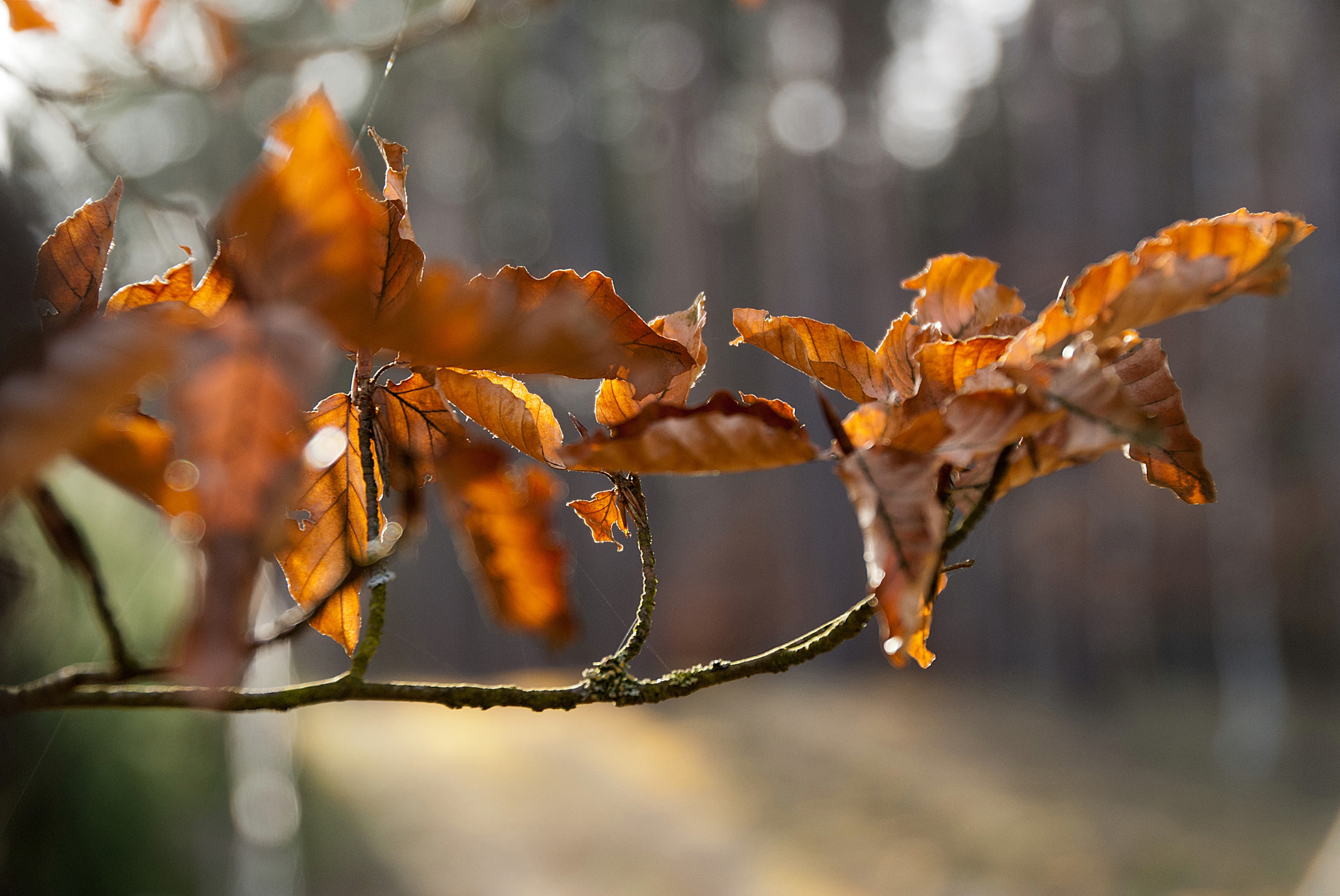 Sony Alpha DSLR-A300 sample photo. Z zeszłego roku photography