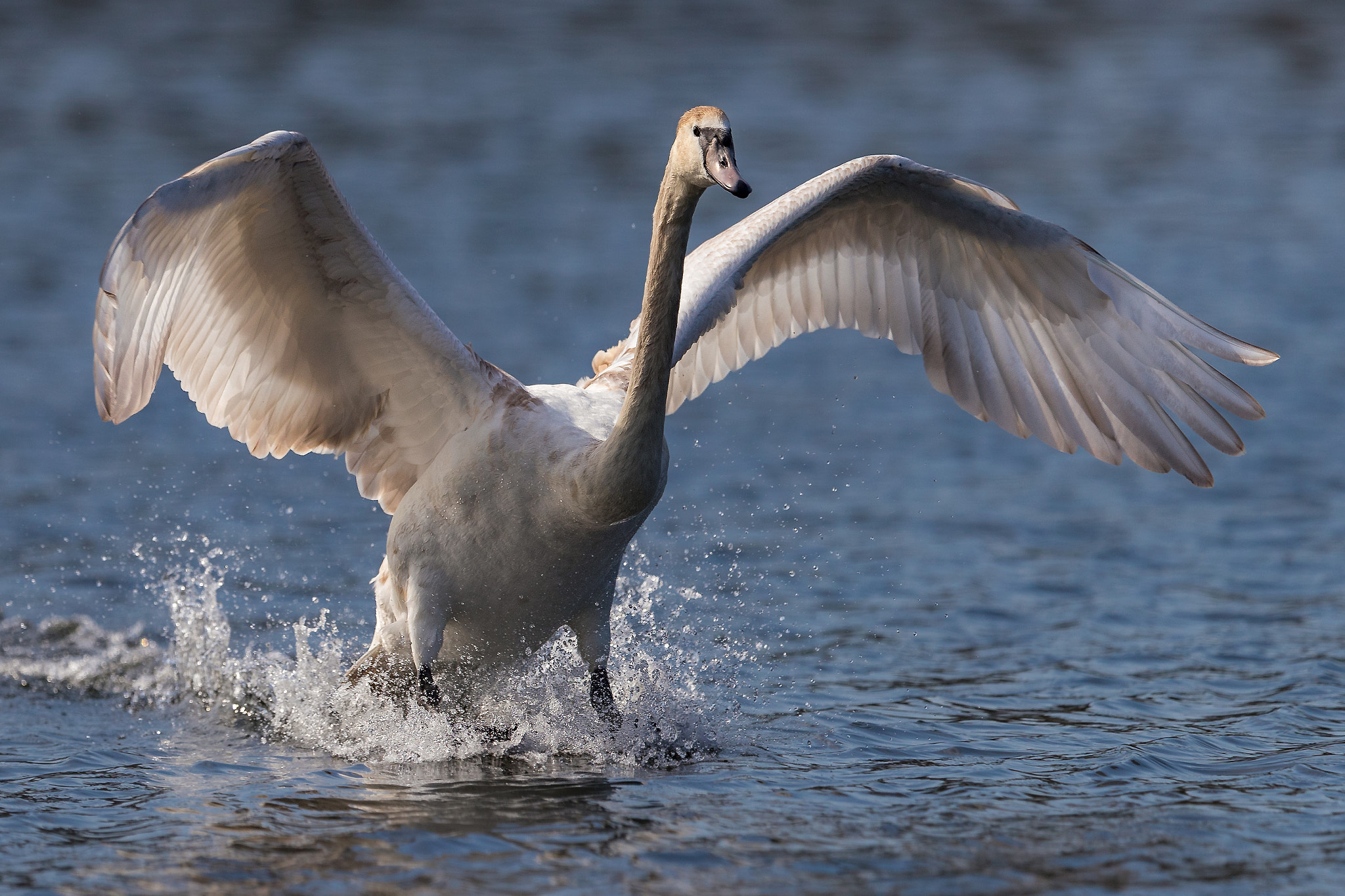 Canon EF 400mm F2.8L IS II USM sample photo. Landing page photography