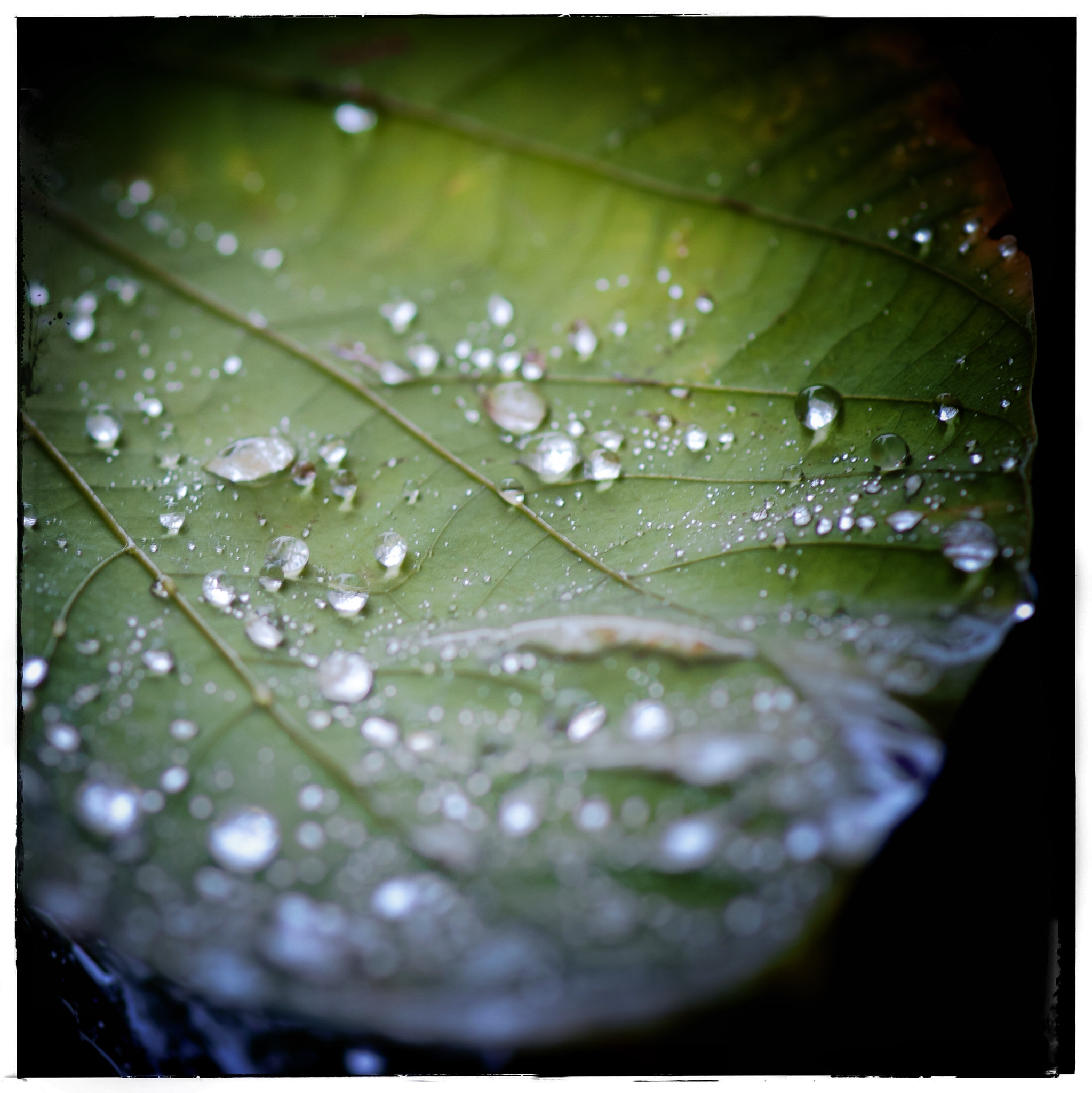 Sony Alpha DSLR-A200 sample photo. 雨後的樹葉。 photography