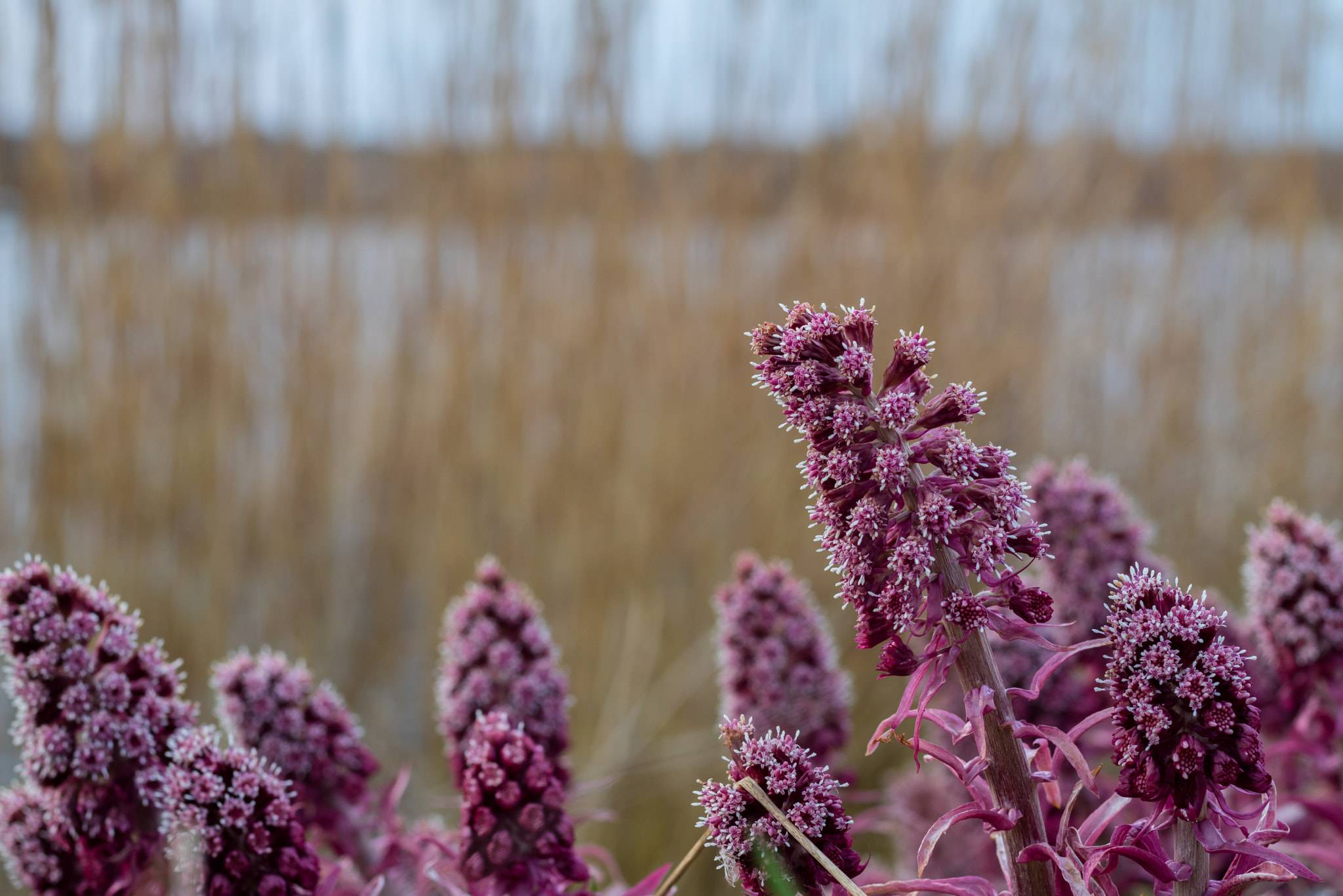Canon EOS M3 + Canon EF 50mm F1.8 STM sample photo. The spring is just about to arrive here in denmark photography