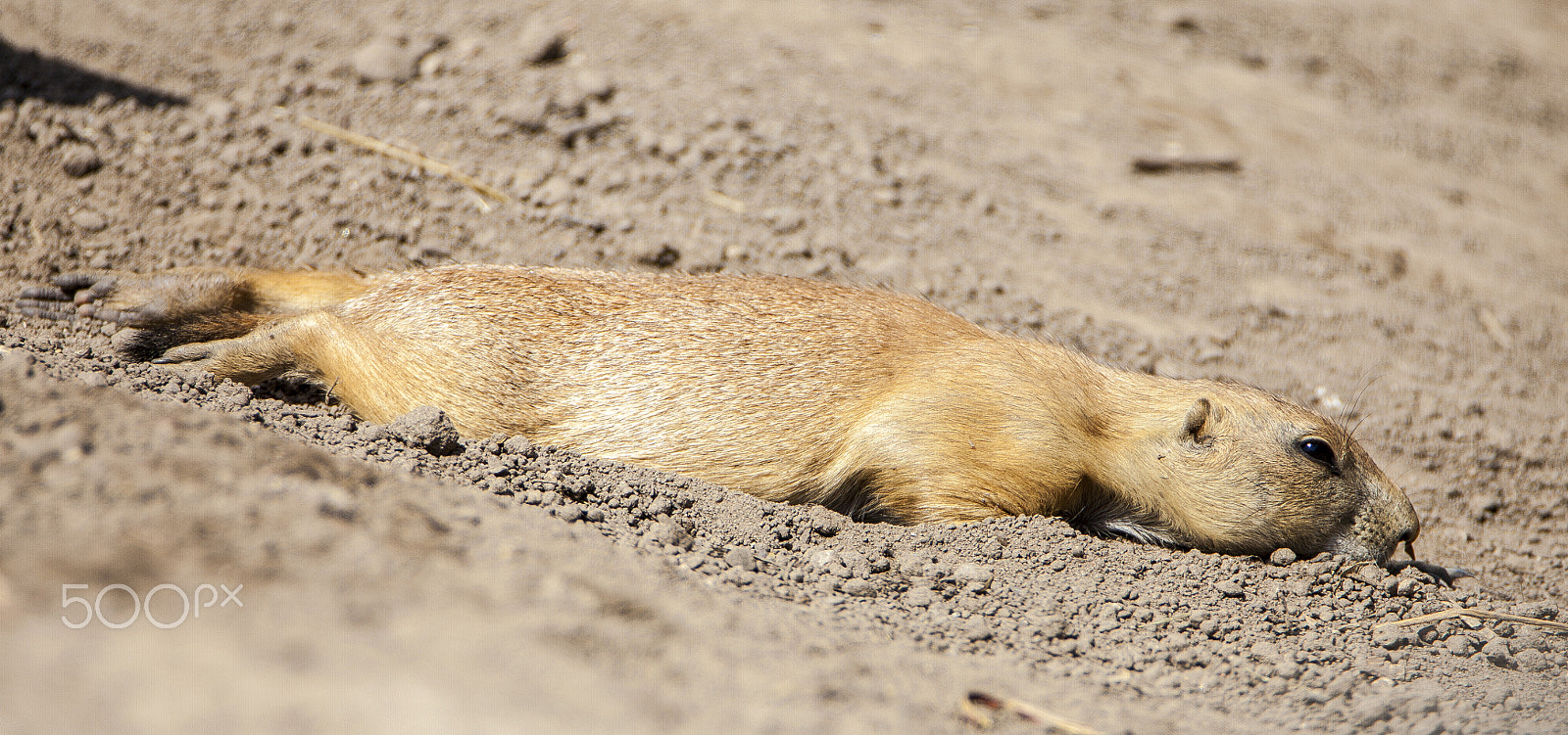 Tamron SP 150-600mm F5-6.3 Di VC USD sample photo. Total relaxation photography