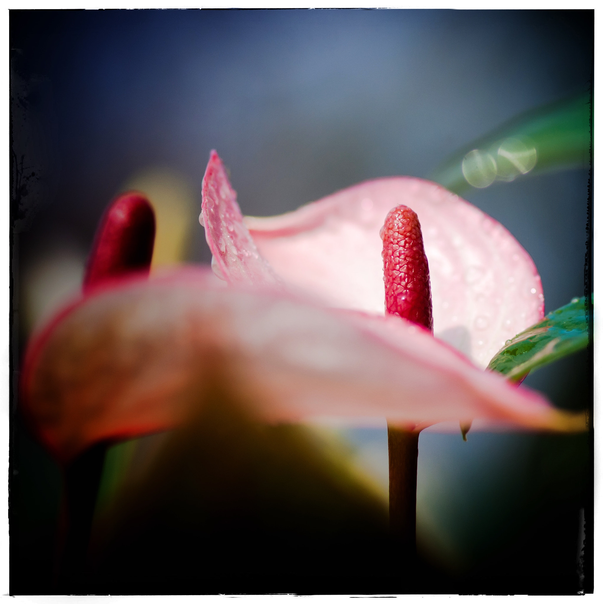 Sony Alpha DSLR-A200 + Sony 100mm F2.8 Macro sample photo. 粉紅掌。 photography