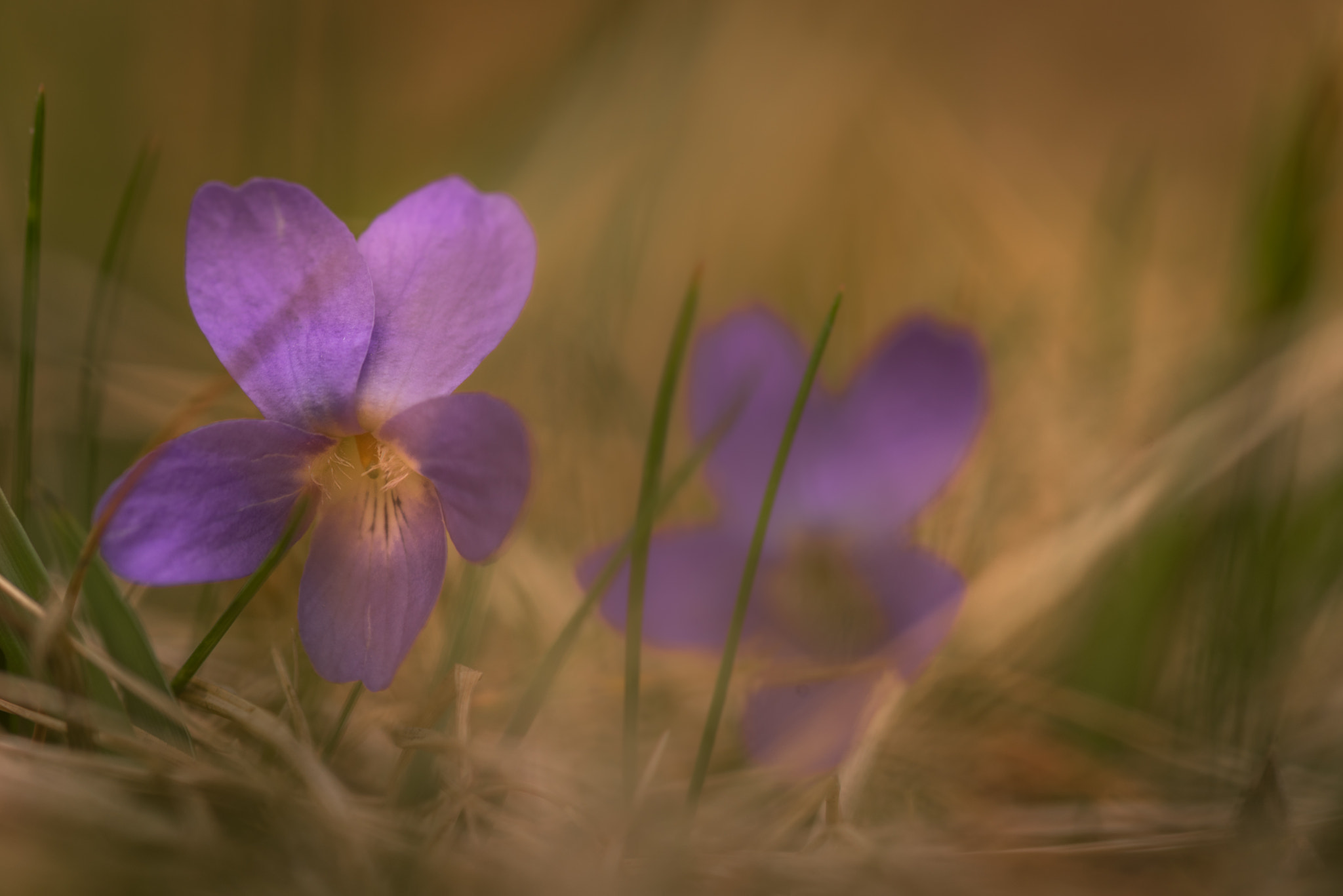 Pentax smc D-FA 100mm F2.8 macro sample photo. Abstract viola photography