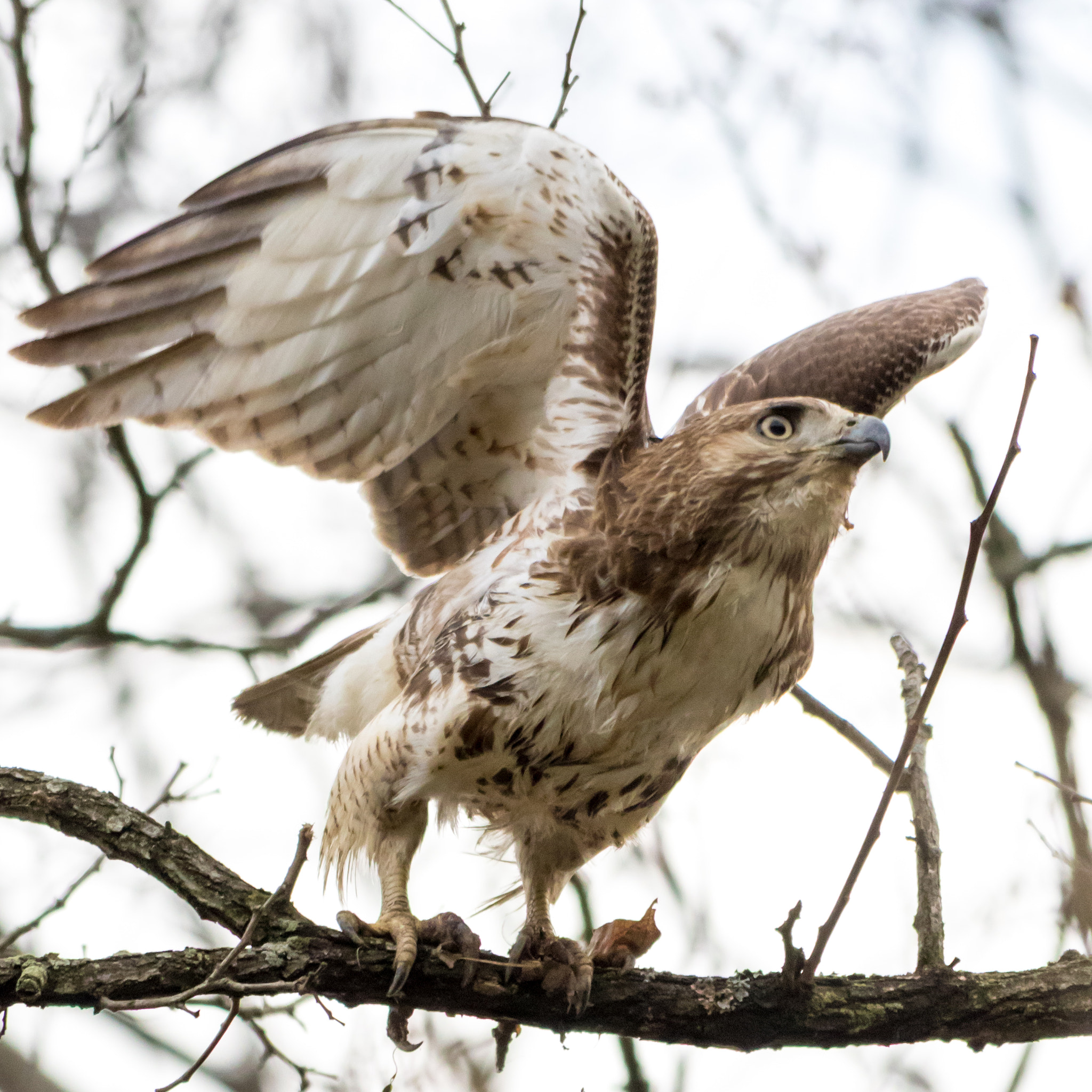 Canon EOS 7D Mark II sample photo. Hawk launch photography