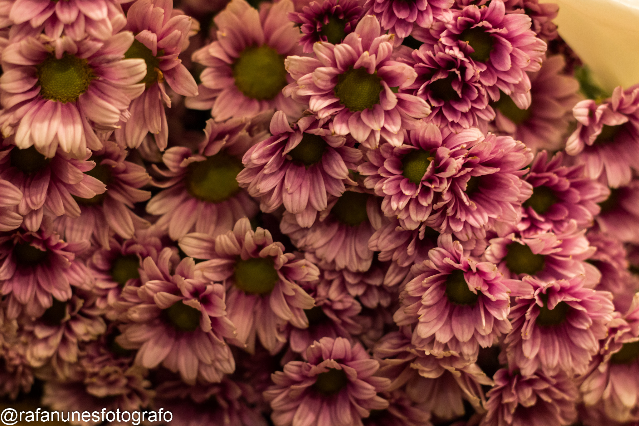 Canon EF 50mm F1.8 II sample photo