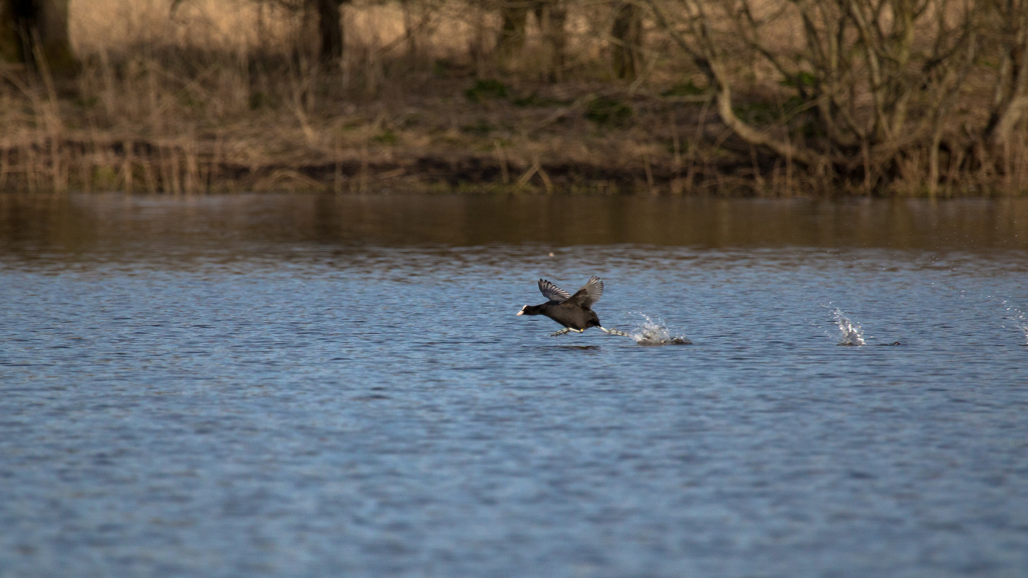 Canon EOS 70D + Canon EF 100-400mm F4.5-5.6L IS USM sample photo. Coot photography