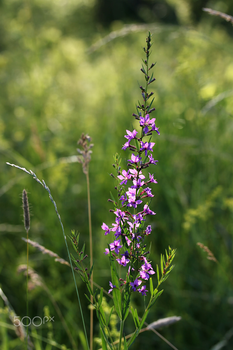Canon EF-S 60mm F2.8 Macro USM sample photo. *** photography
