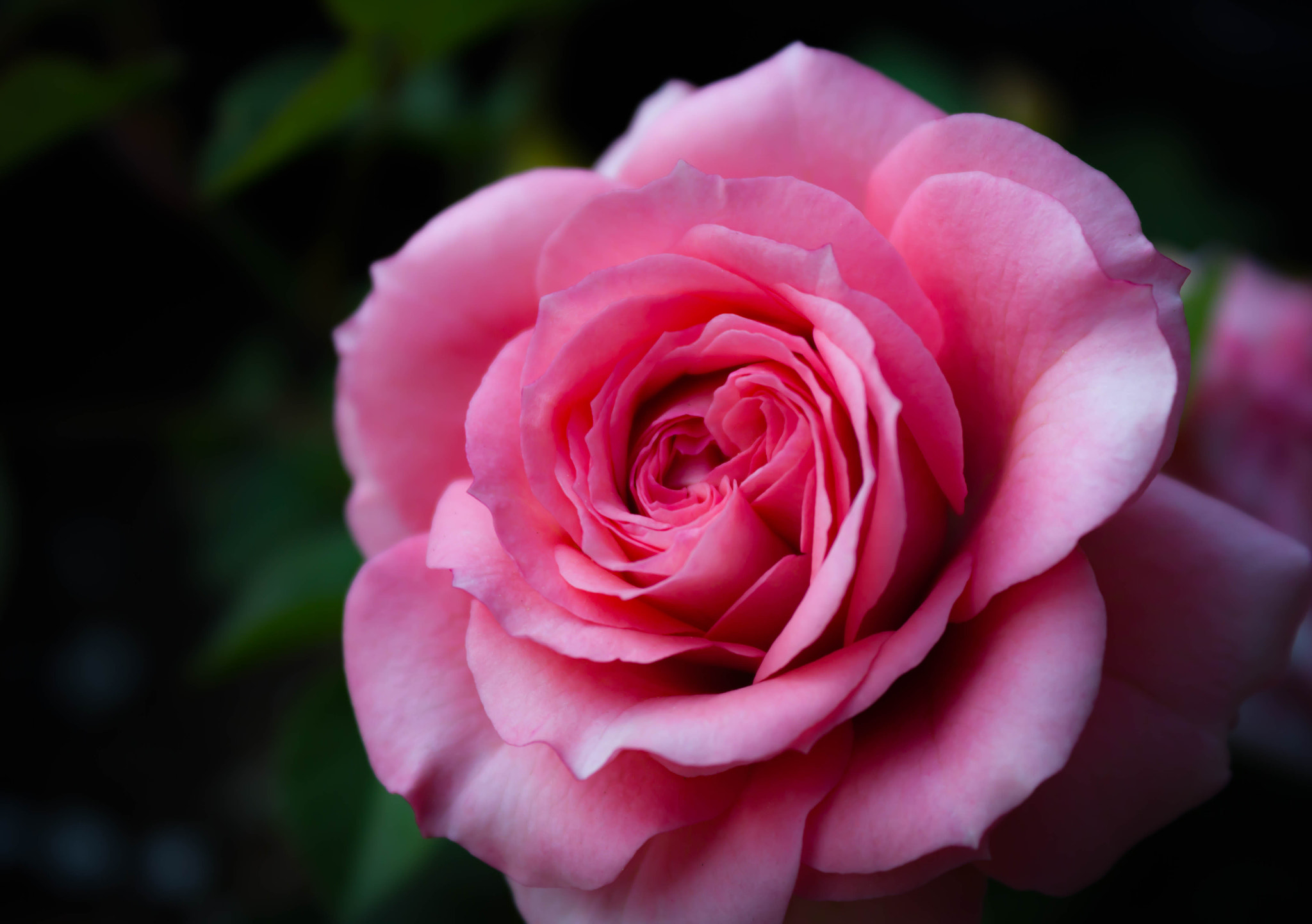 Canon EOS 550D (EOS Rebel T2i / EOS Kiss X4) sample photo. Pink rose photography