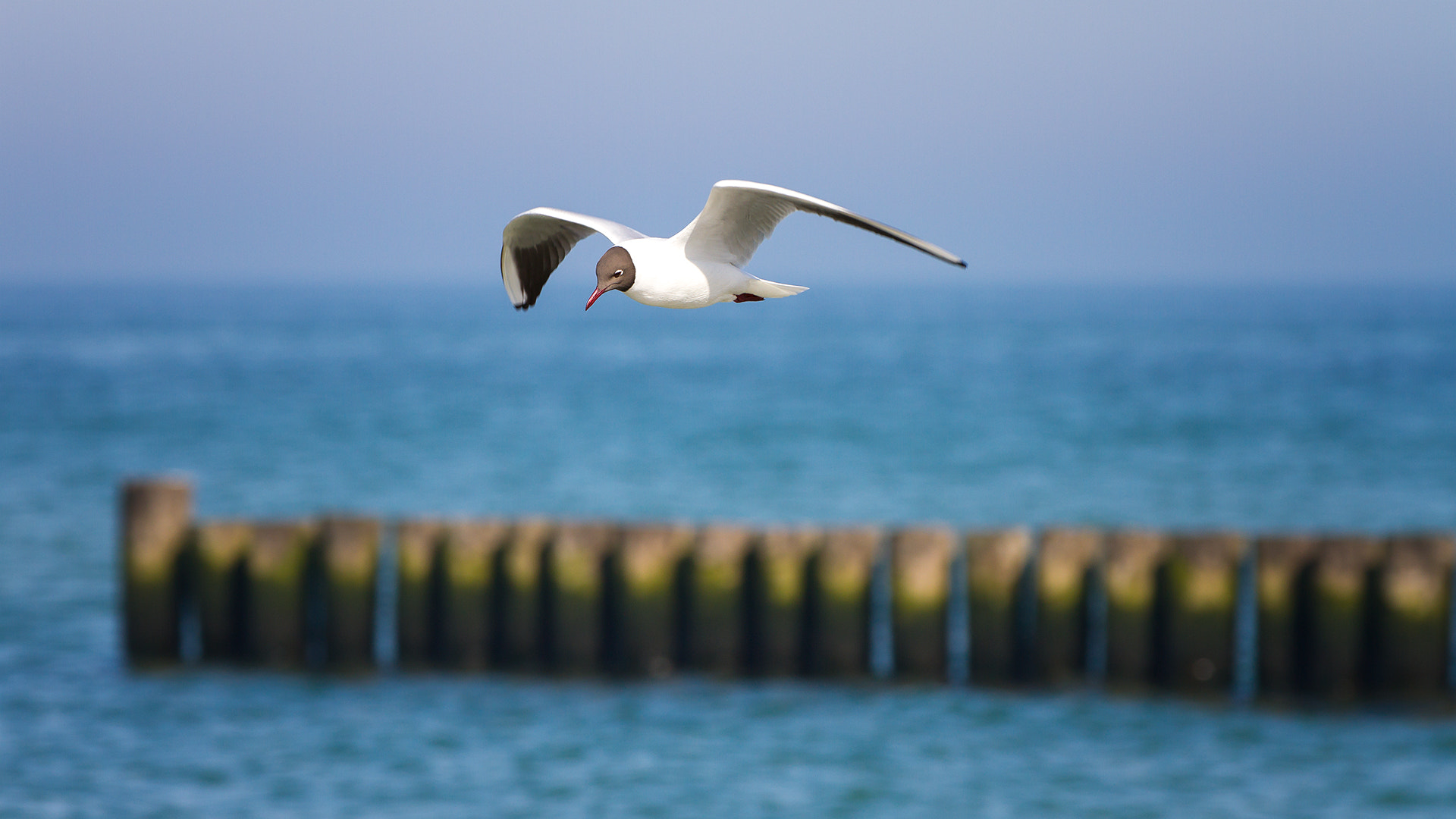Canon EF 70-200mm F2.8L IS II USM sample photo. Sea gull photography