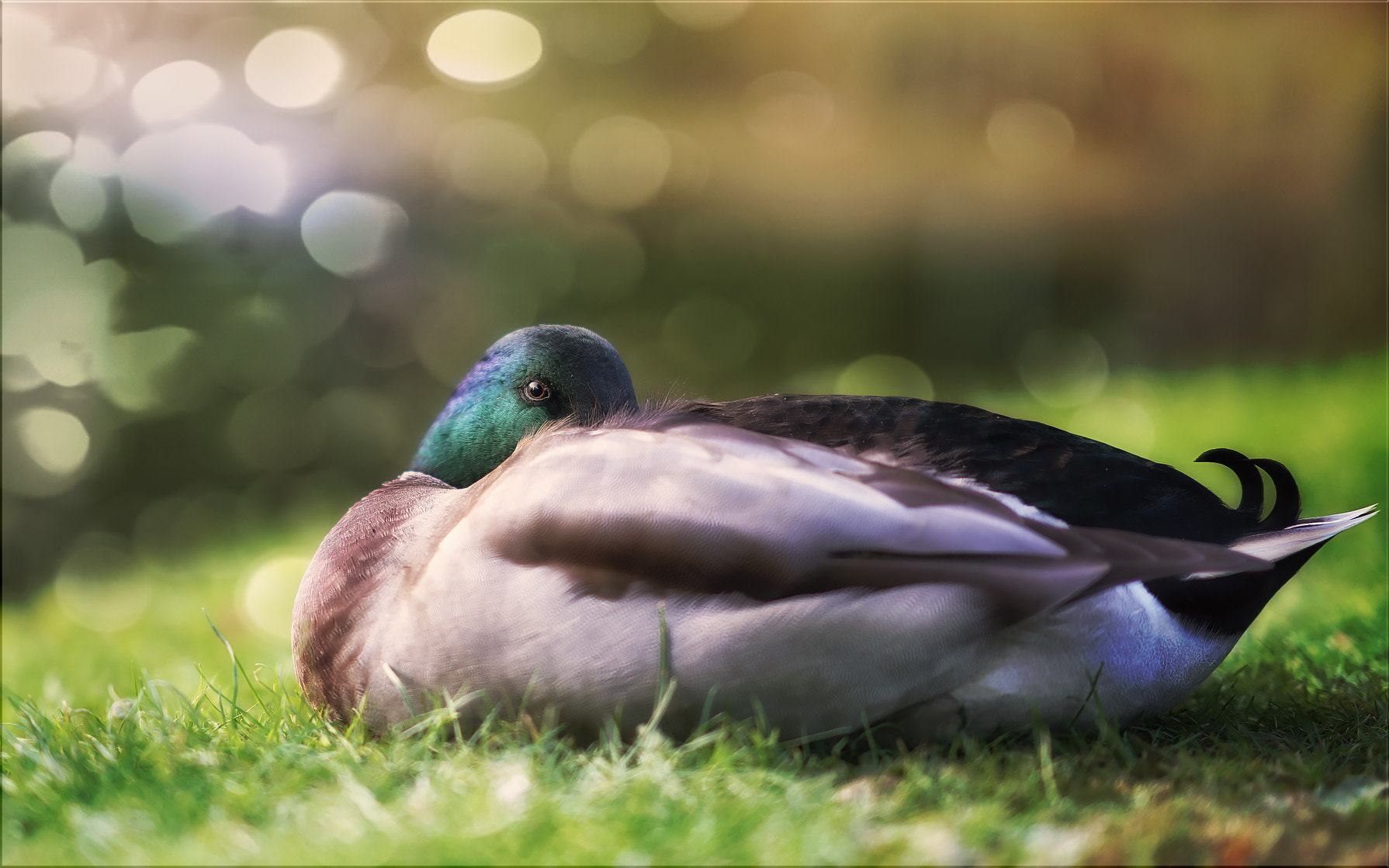 Sony FE 85mm F1.4 GM sample photo. Feierabend ... photography