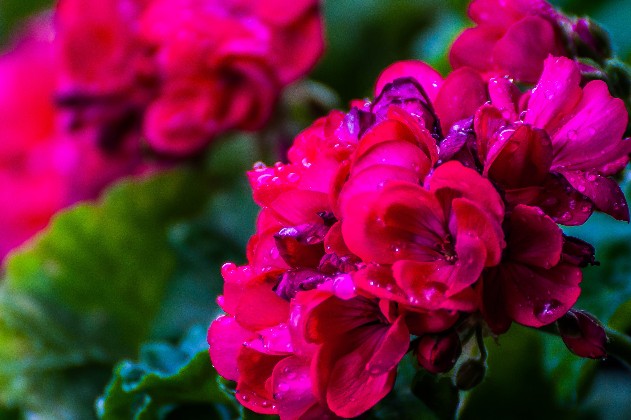 Tamron SP 35mm F1.8 Di VC USD sample photo. Flowers photography