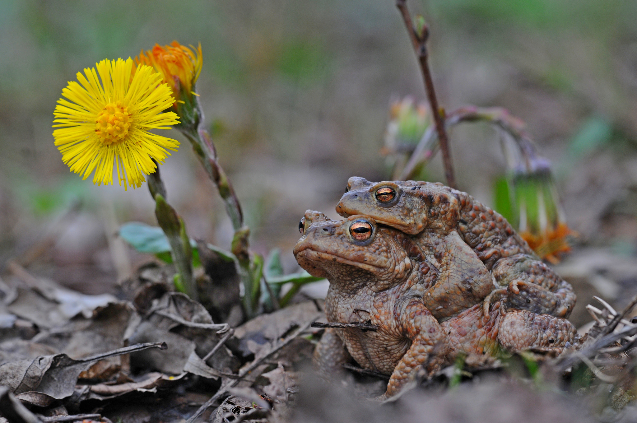 Sigma APO Macro 180mm F3.5 EX DG HSM sample photo. Common toad pair photography