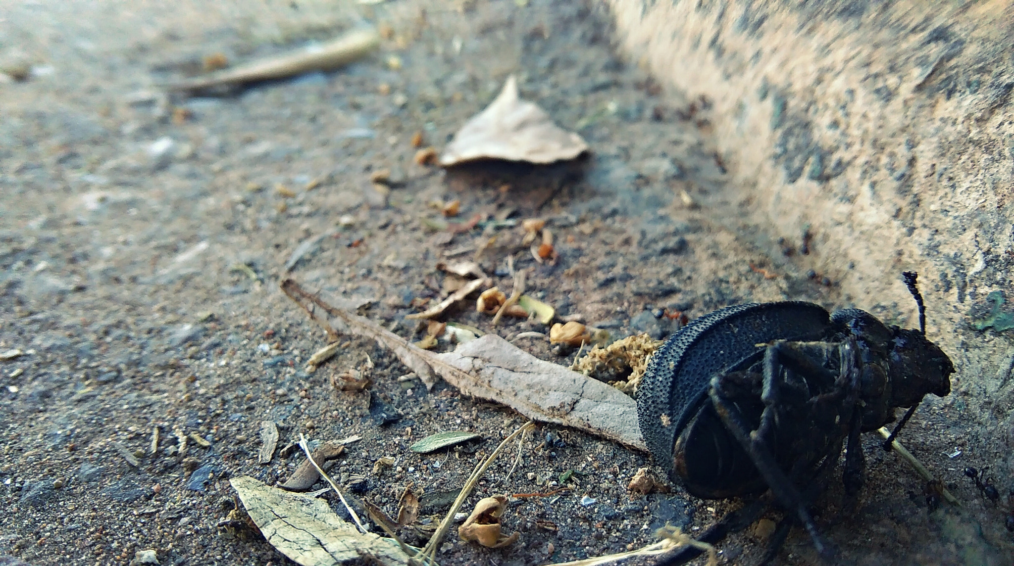 HTC DESIRE 620 sample photo. A dead beatle on the side of the street photography