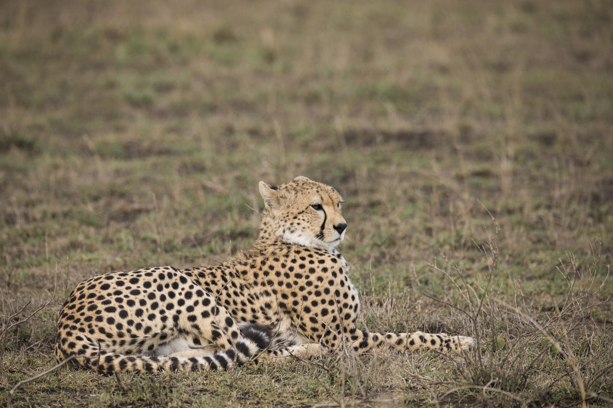 150-600mm F5-6.3 DG OS HSM | Sports 014 sample photo. Ta photography
