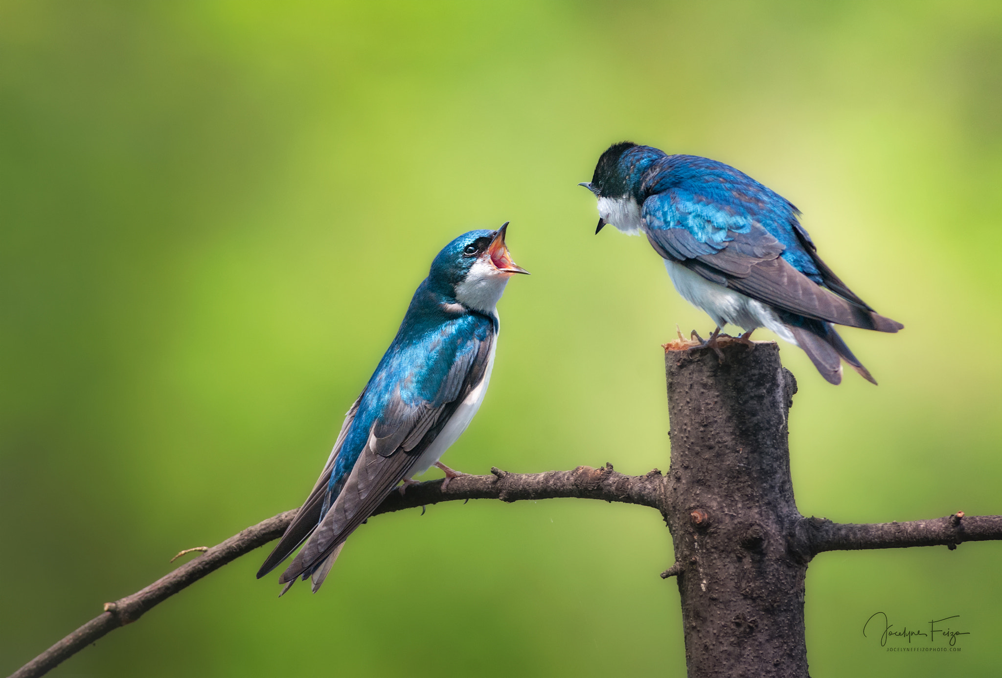 Nikon D300 sample photo. Tree swallows photography