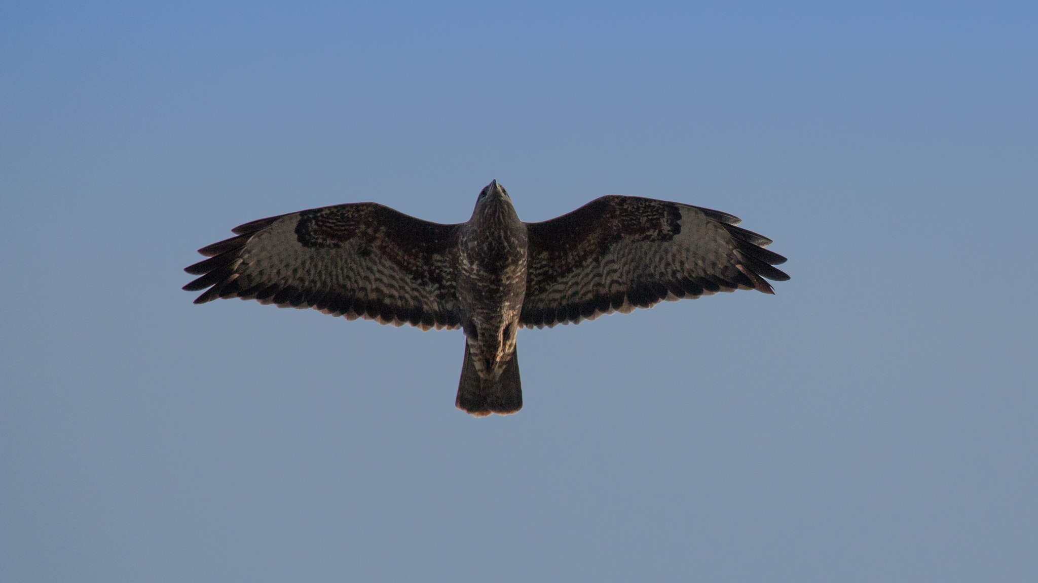 Canon EF 100-400mm F4.5-5.6L IS USM sample photo. Buzzard photography
