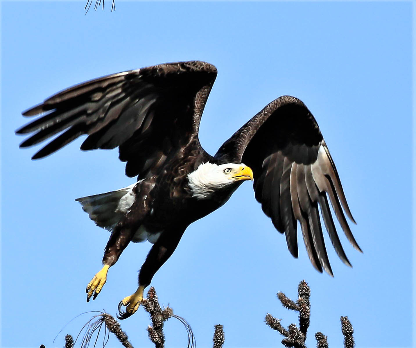 Canon EOS 70D sample photo. Eagles of anclote island photography