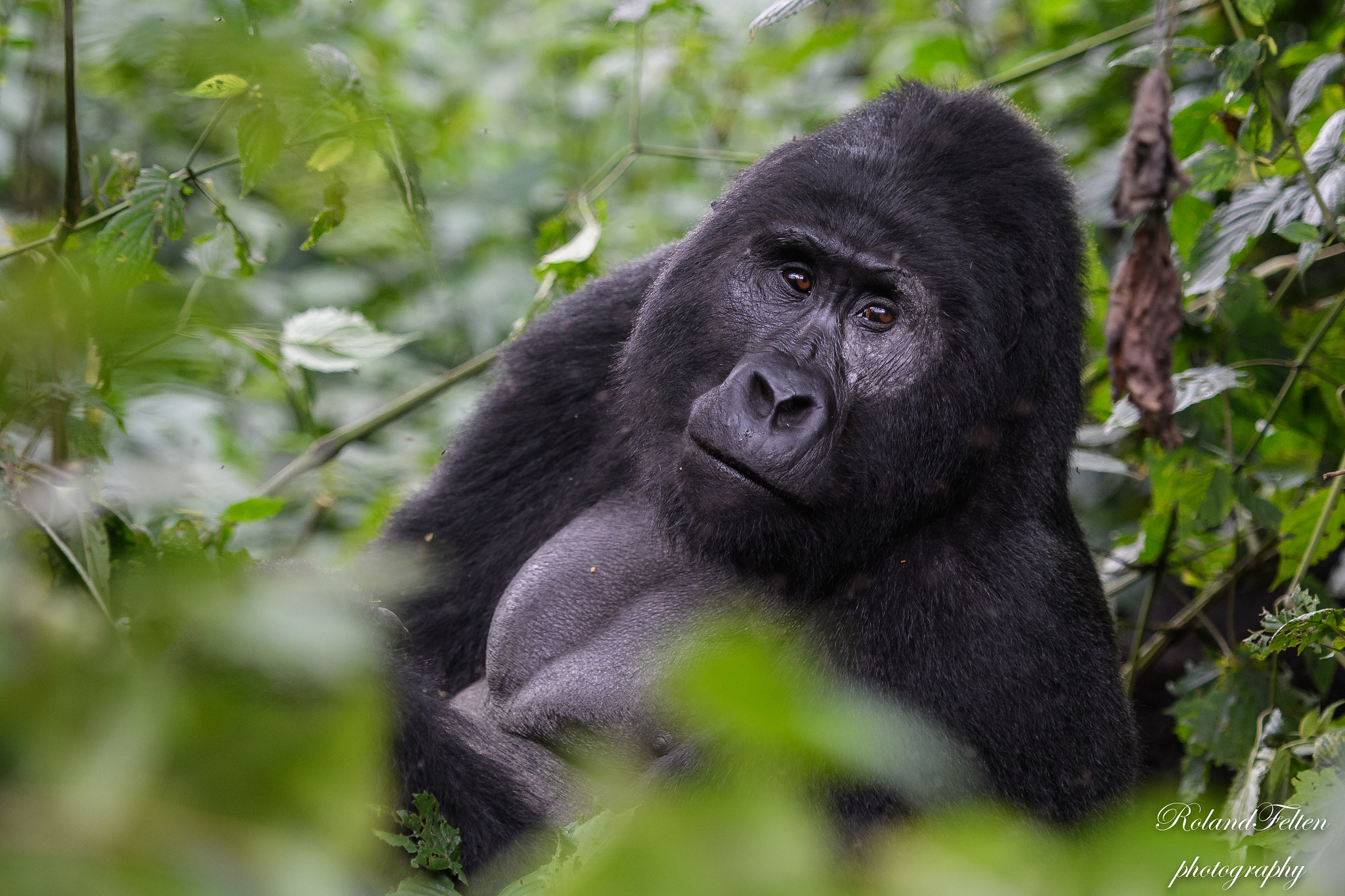 Nikon AF-S Nikkor 70-200mm F2.8G ED VR II sample photo. Silverback photography