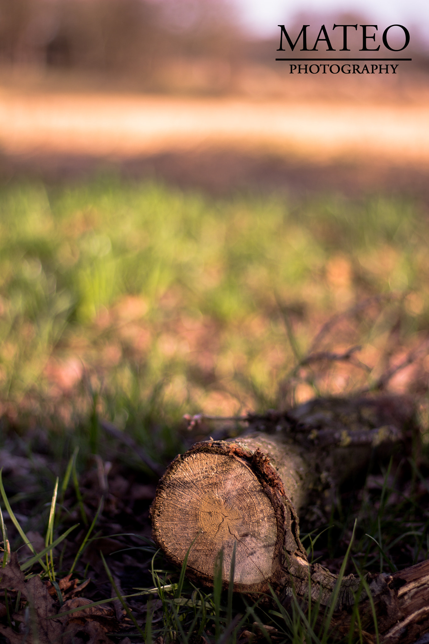 Canon EOS 100D (EOS Rebel SL1 / EOS Kiss X7) + Canon EF 50mm F1.8 STM sample photo. Sunny day in lahn! photography