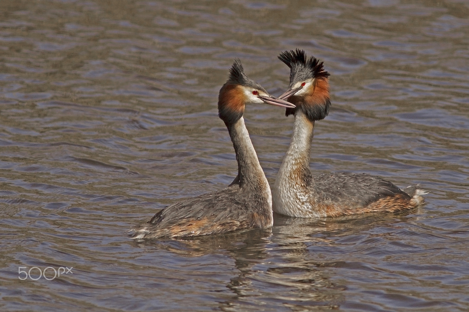 Canon EOS 7D sample photo. Great crested grebe (podiceps cristatus) photography