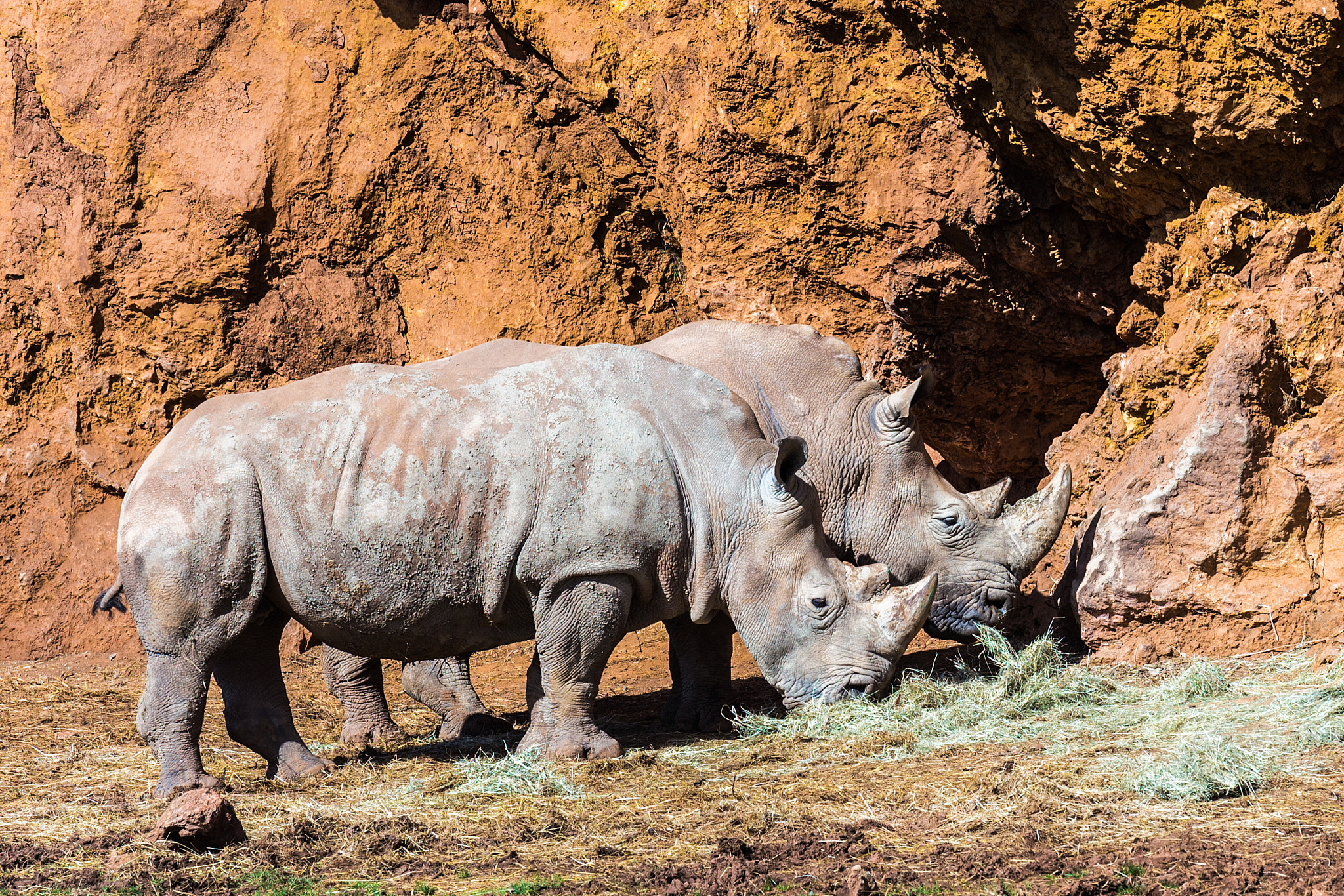 Canon EOS 6D + Canon EF 70-200mm F4L IS USM sample photo. Rhinoceros  240317-7696 photography