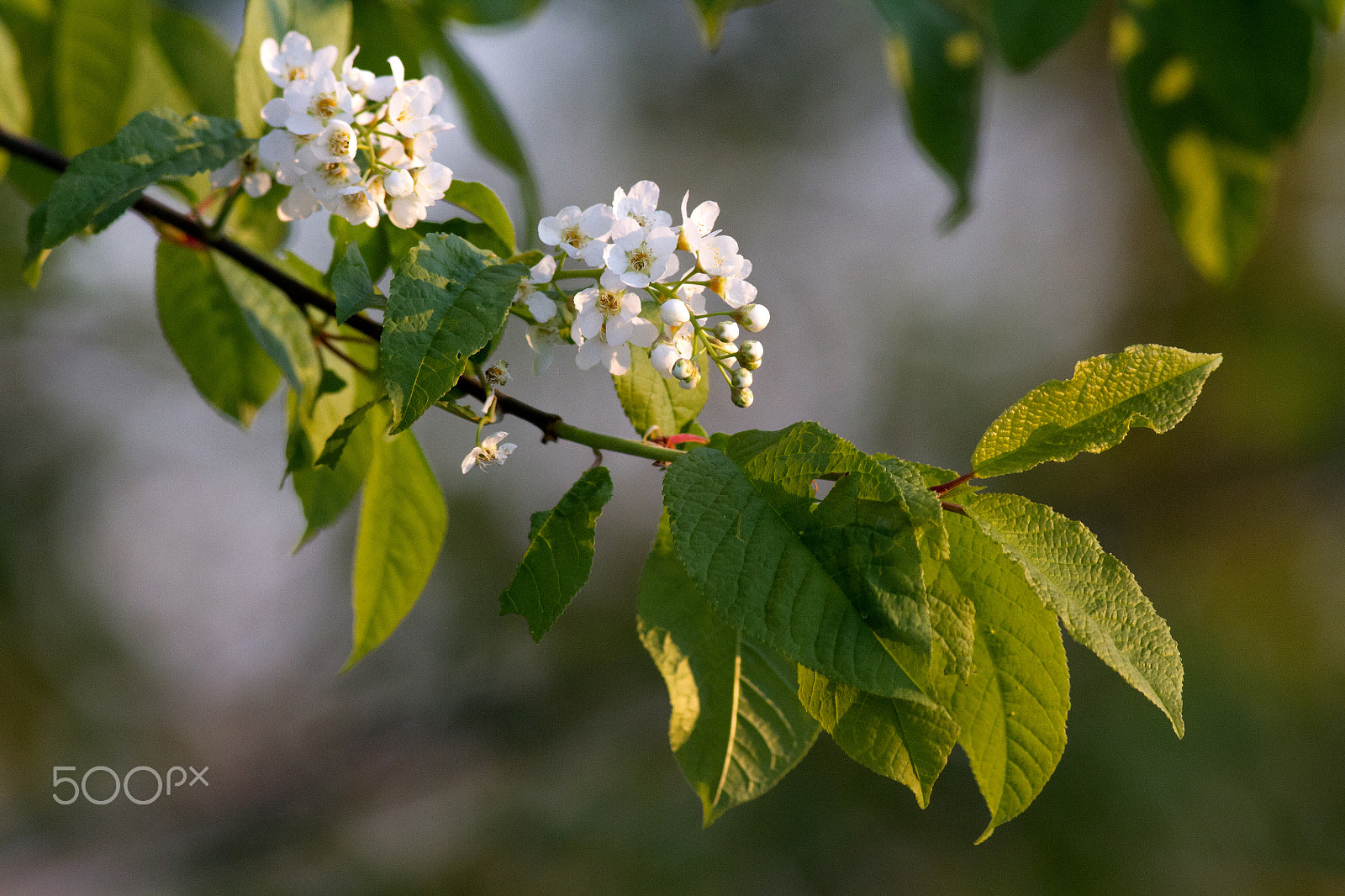 Canon EOS 7D sample photo. Prunus padus photography