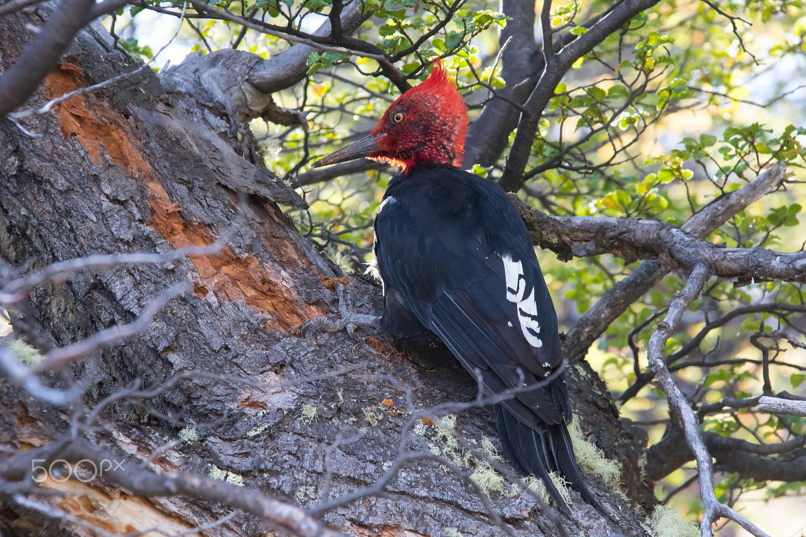 Canon EF-S 18-200mm F3.5-5.6 IS sample photo. Magellanic woodpecker photography