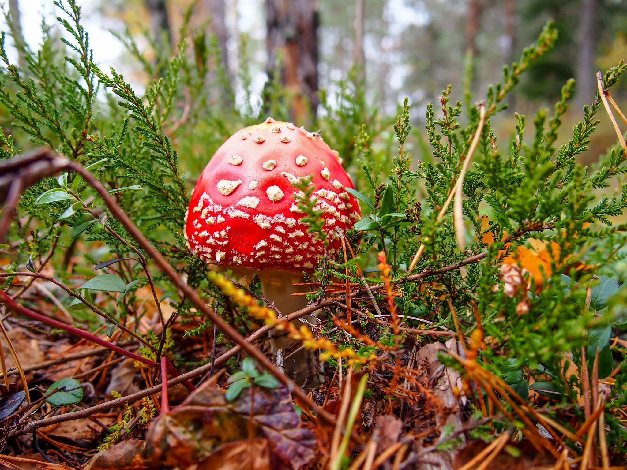 Olympus PEN E-PL5 sample photo. Smiling mushroom photography