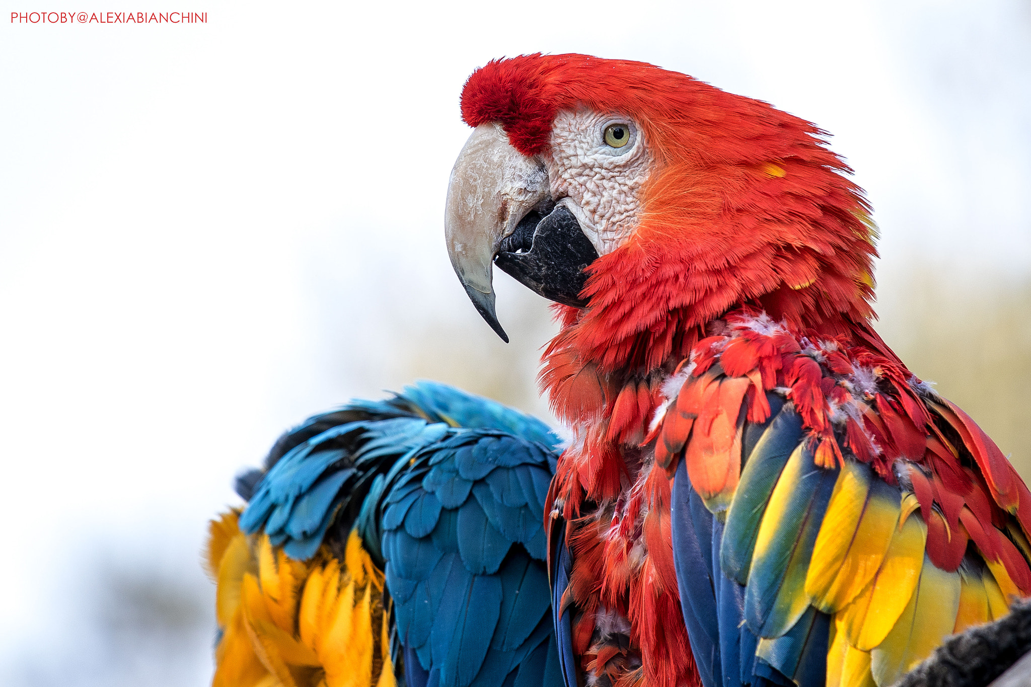 Canon EF 70-200mm F4L IS USM sample photo. A parrot and a parrot headless photography