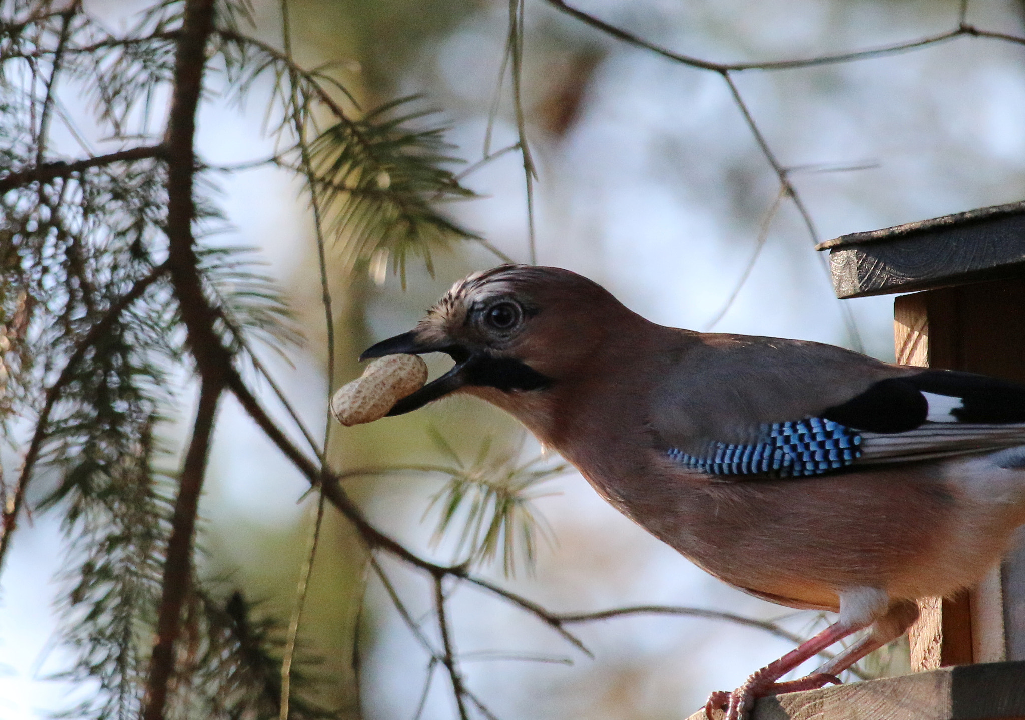 Canon EF-S 55-250mm F4-5.6 IS STM sample photo. Jay with peanut photography