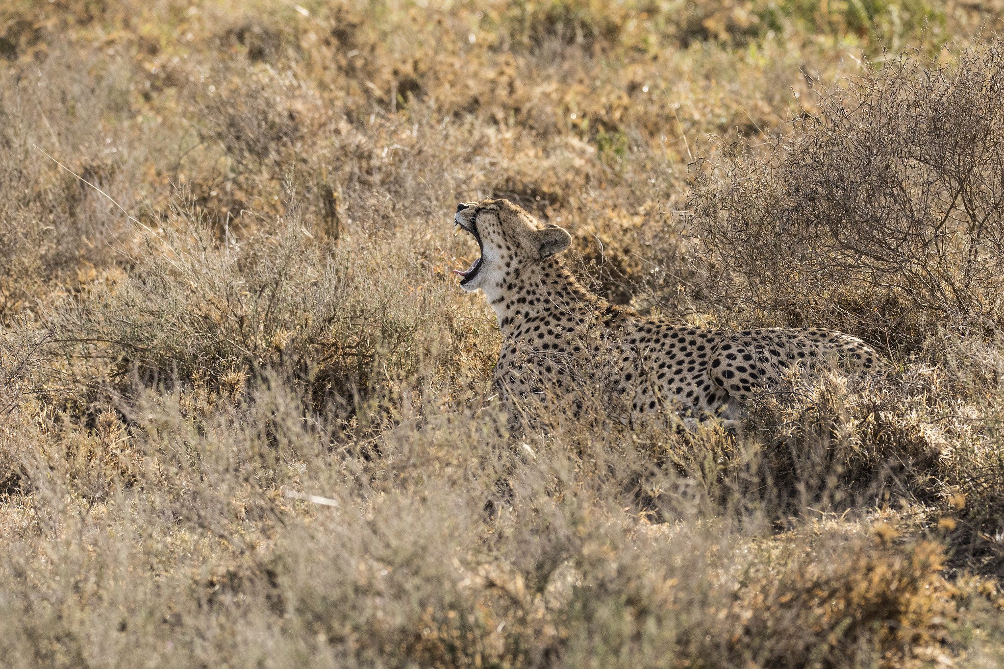 150-600mm F5-6.3 DG OS HSM | Sports 014 sample photo. Ta photography
