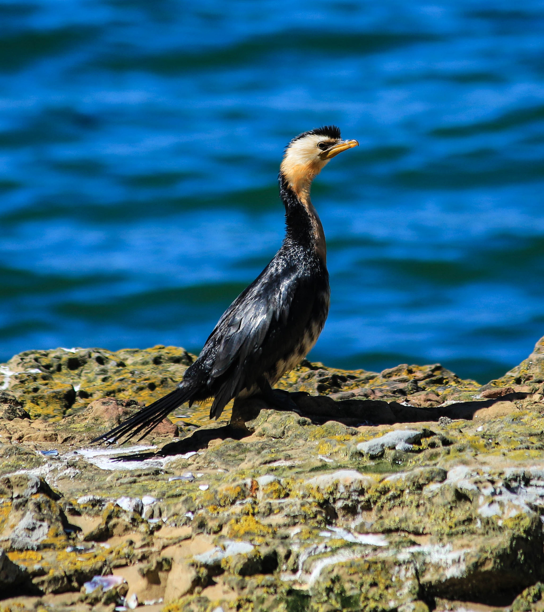 Canon EF-S 55-250mm F4-5.6 IS II sample photo. Shag photography