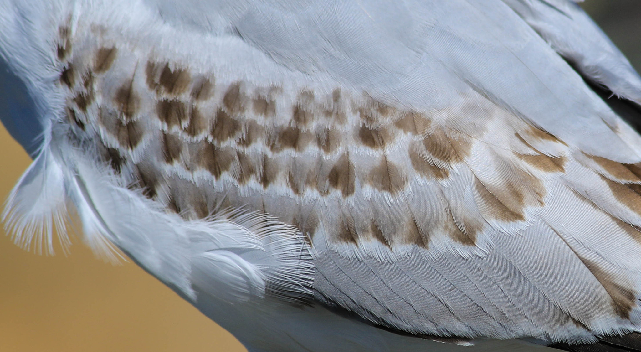 Canon EF-S 55-250mm F4-5.6 IS II sample photo. Feather detail photography