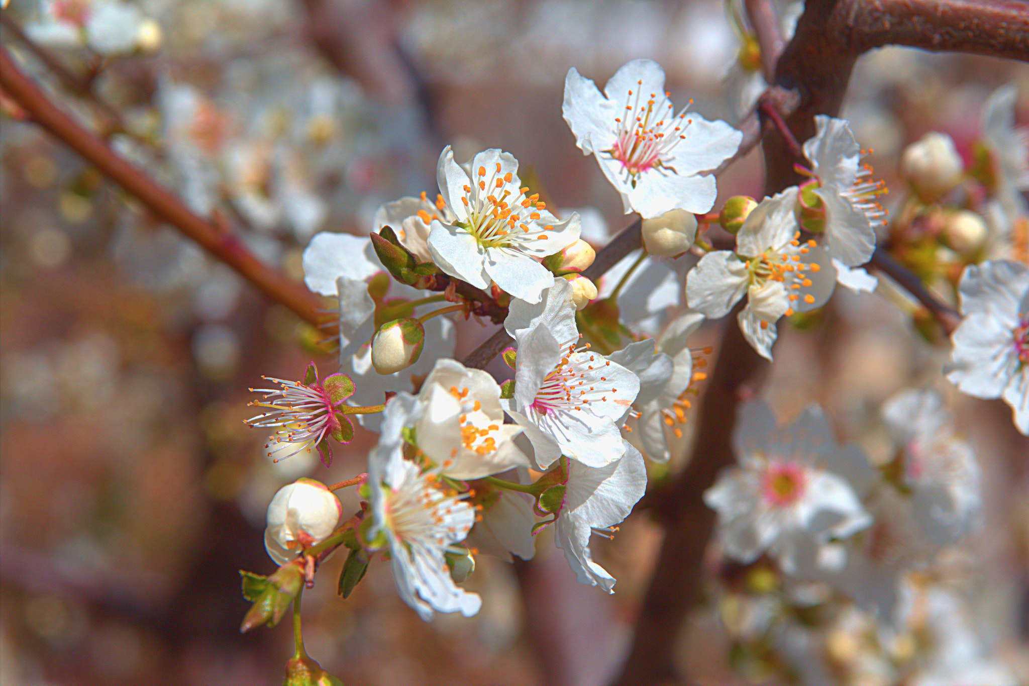 Canon EOS 600D (Rebel EOS T3i / EOS Kiss X5) + Sigma 17-70mm F2.8-4 DC Macro OS HSM sample photo. Spring emotions photography