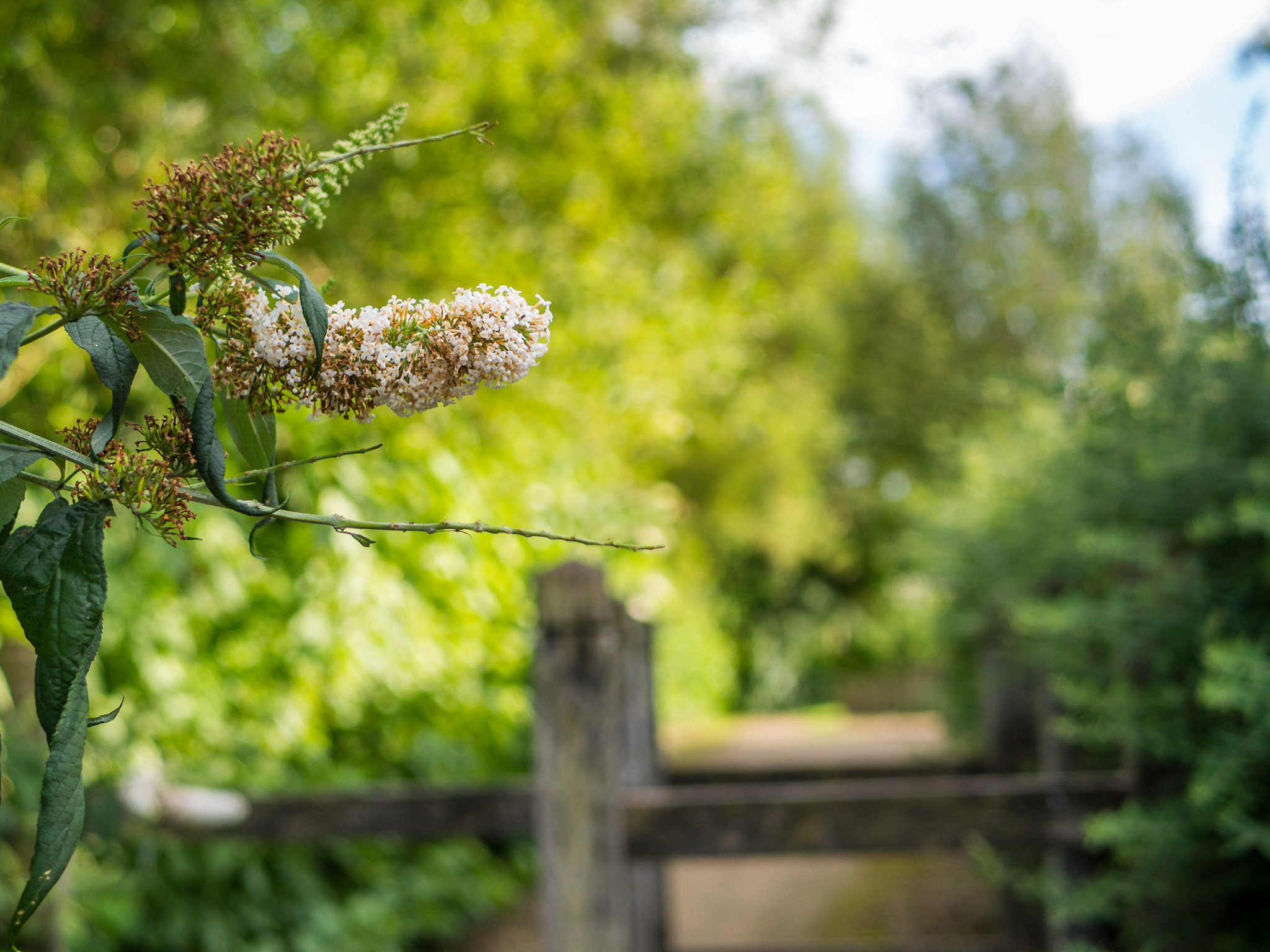 Olympus OM-D E-M10 sample photo. Spring photography