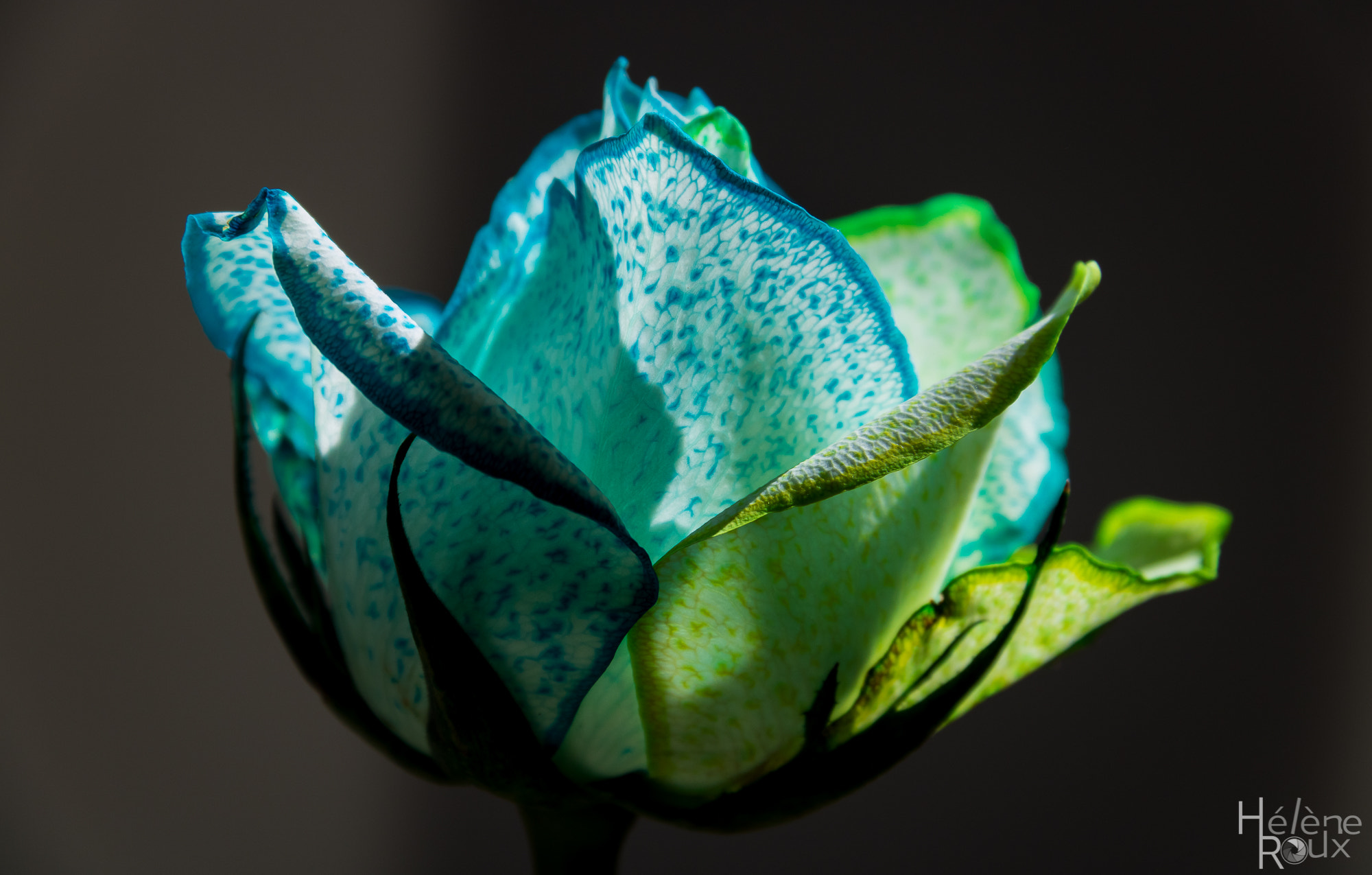 Canon EOS 760D (EOS Rebel T6s / EOS 8000D) sample photo. Multicolored rose photography