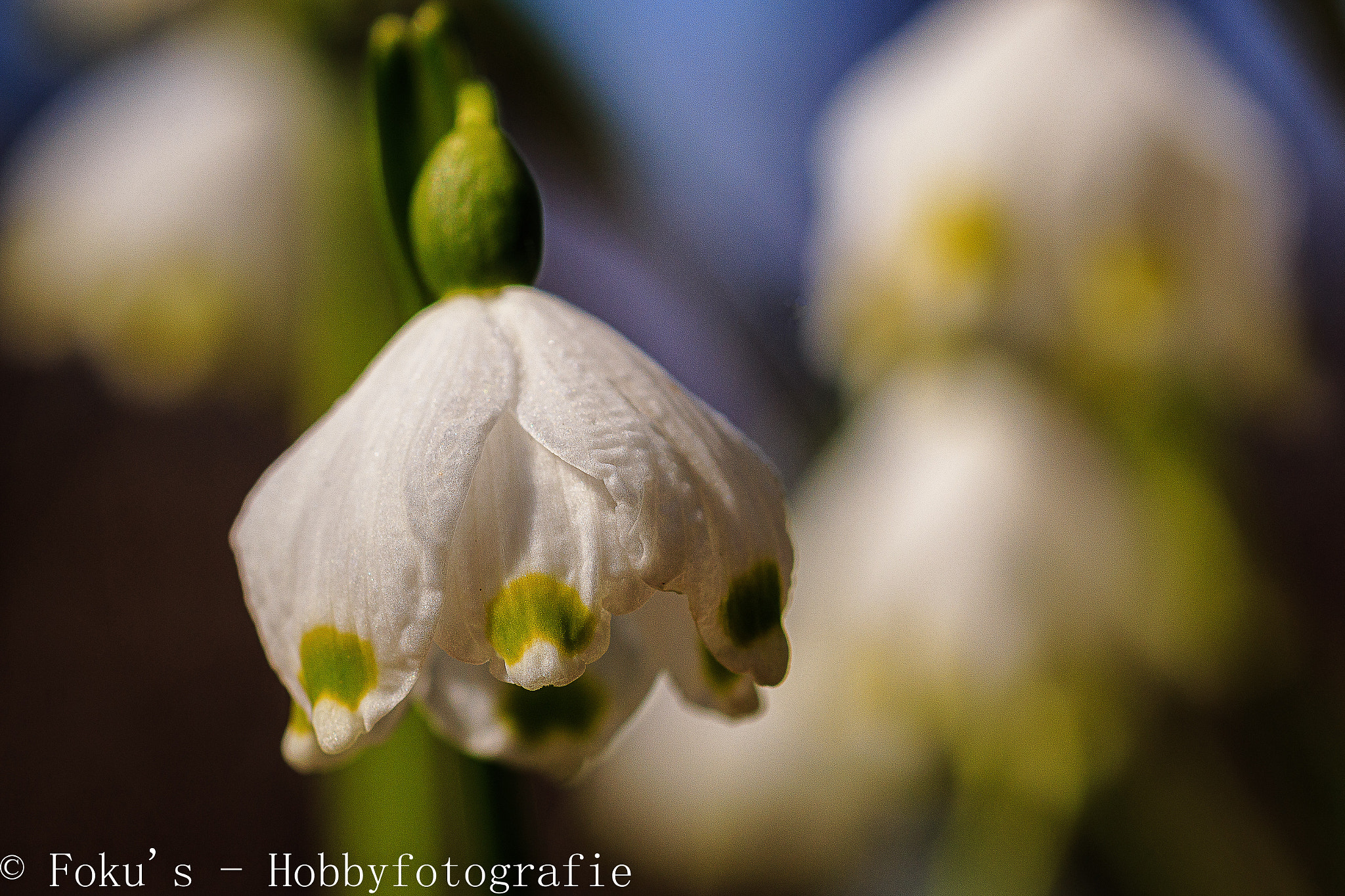 Sigma 105mm F2.8 EX DG OS HSM sample photo. Märzenbecher photography