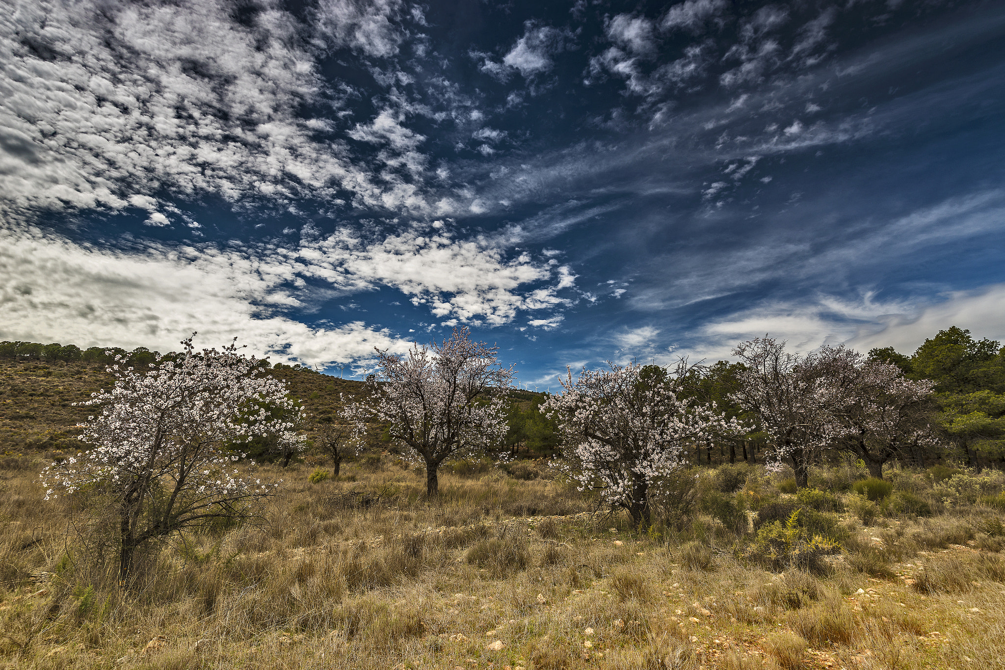 Nikon D800 + Nikon AF-S Nikkor 16-35mm F4G ED VR sample photo. Winter flowers photography