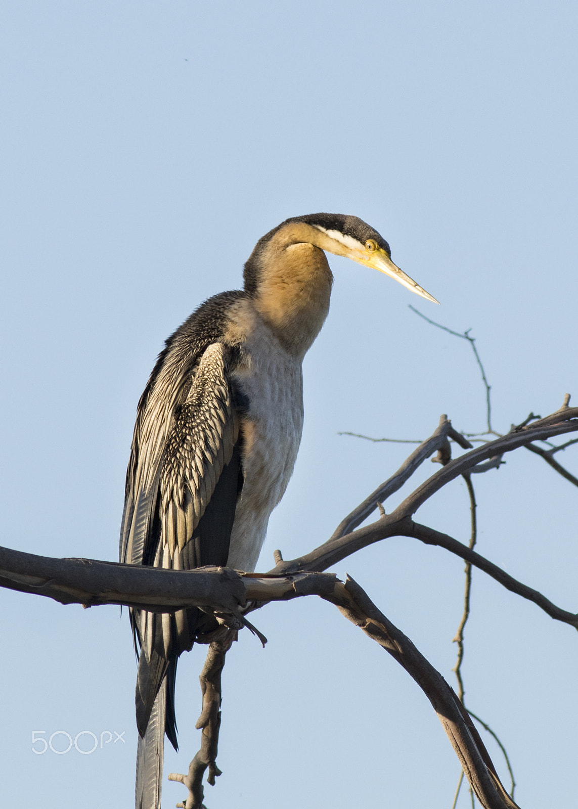 Canon EOS 80D sample photo. Australasian darter photography